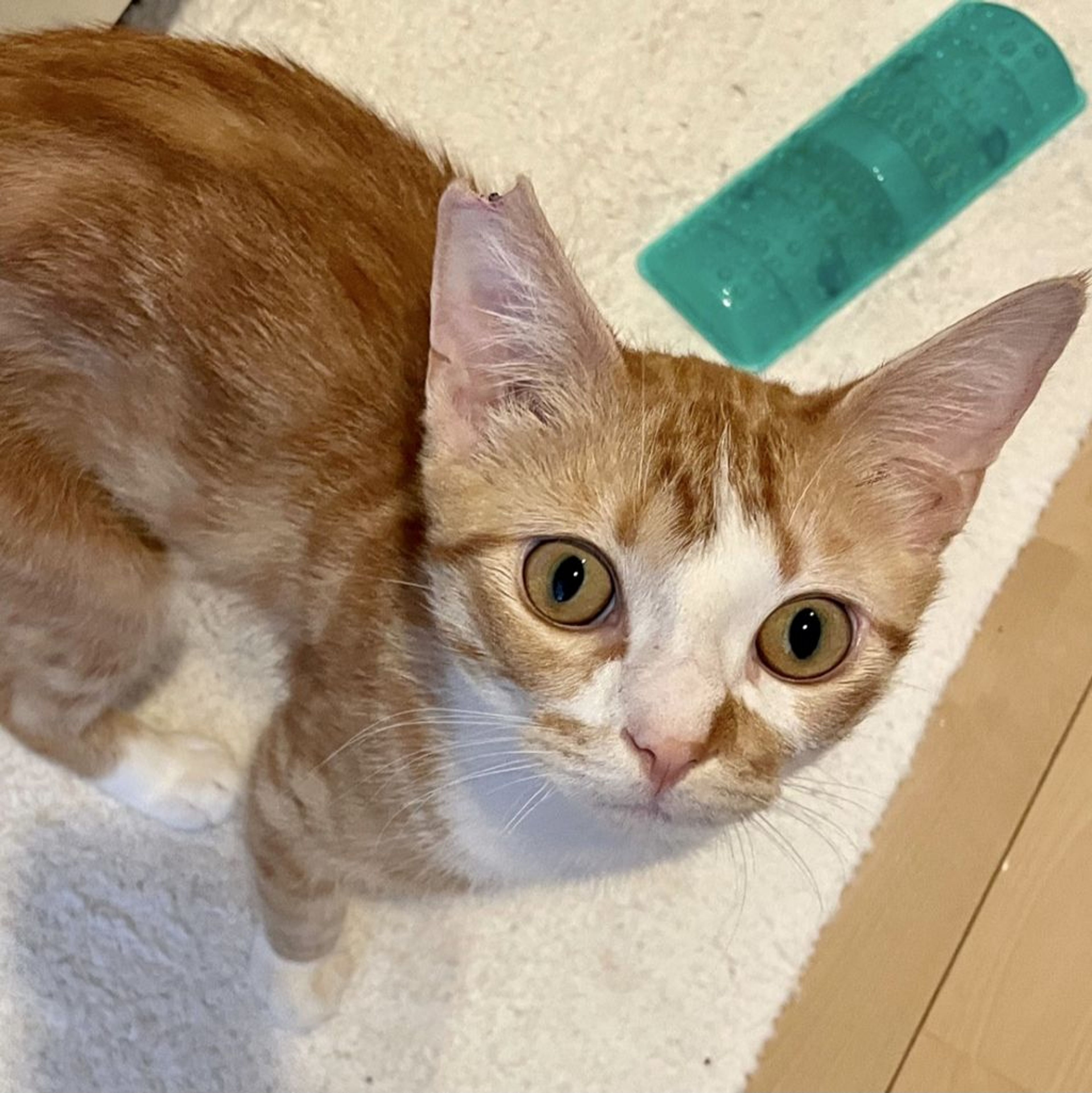 pet-image-3