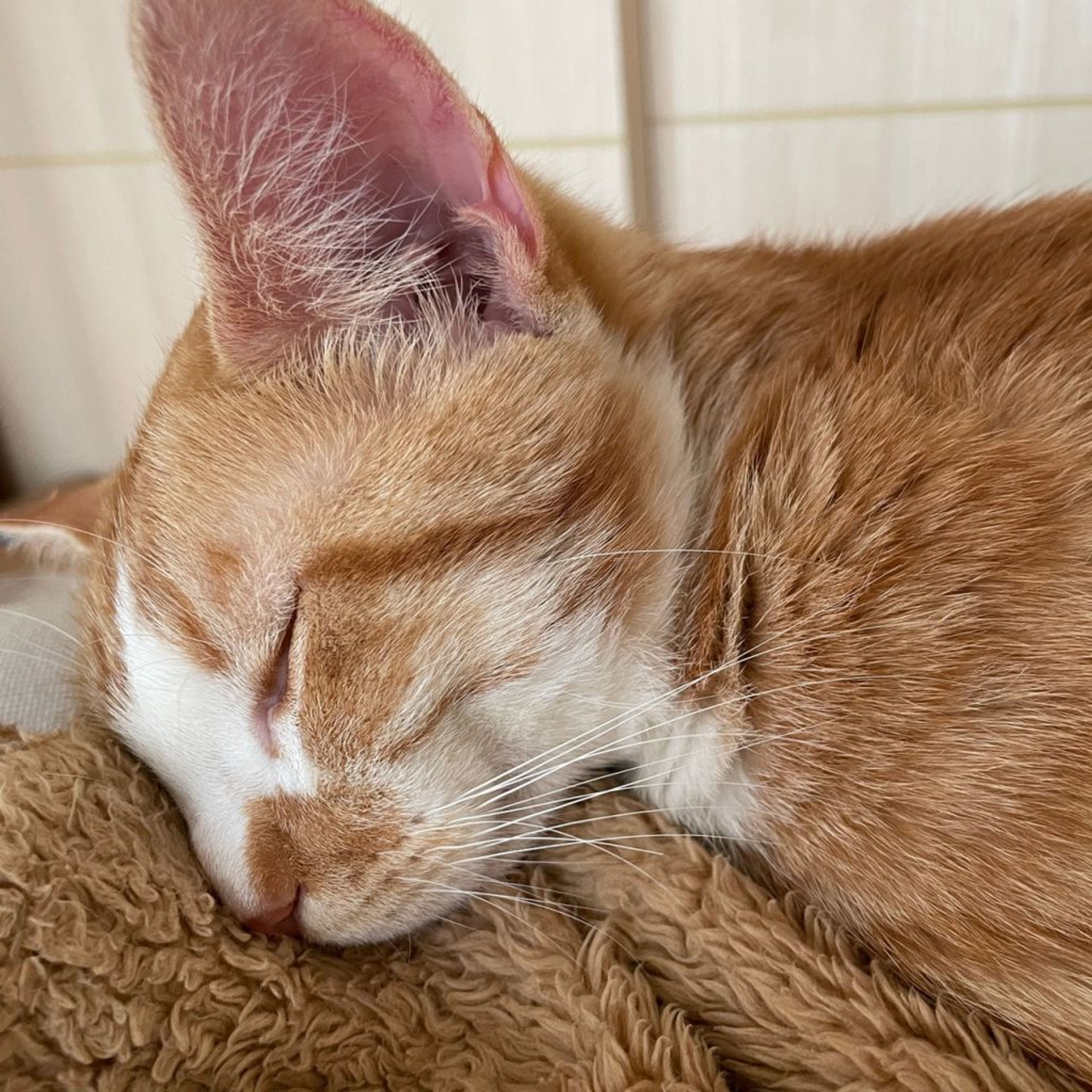 pet-image-5