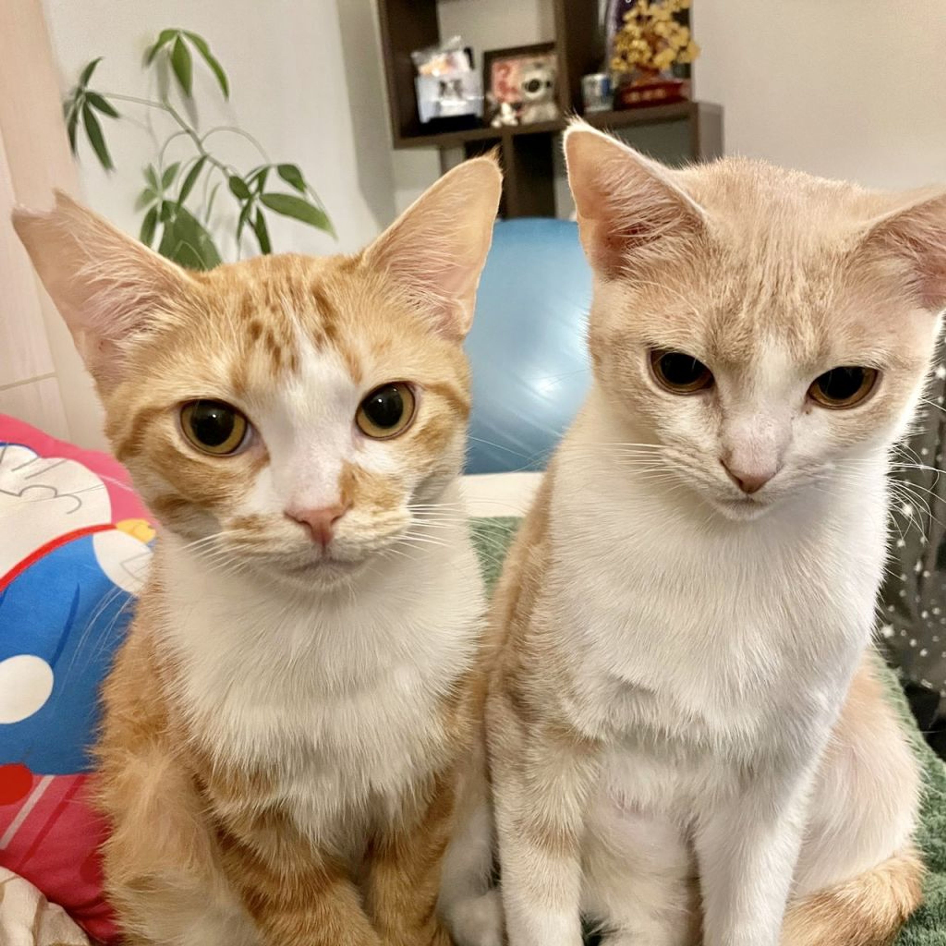 pet-image-6