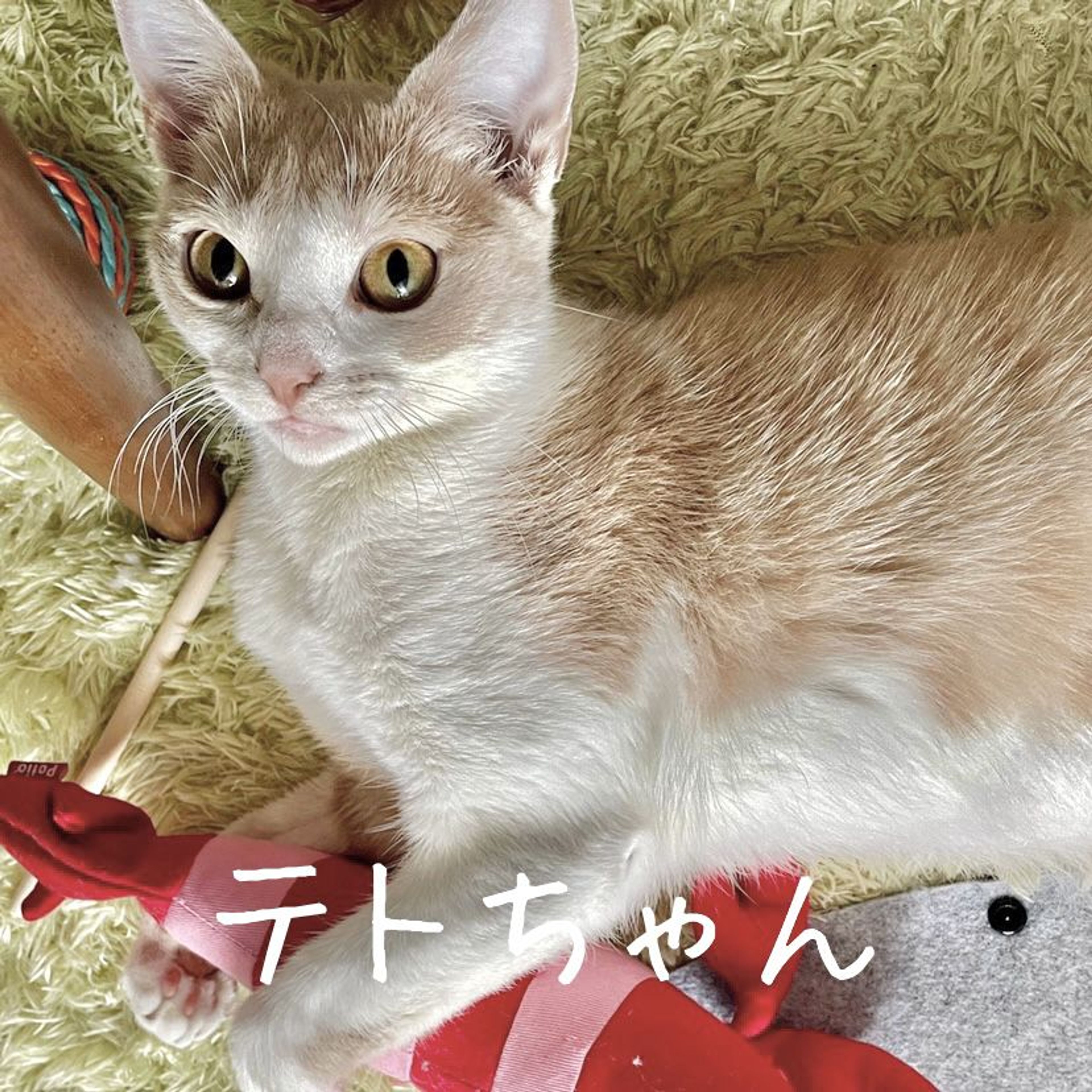 雑種（ミックス猫）・メスの里親募集の写真