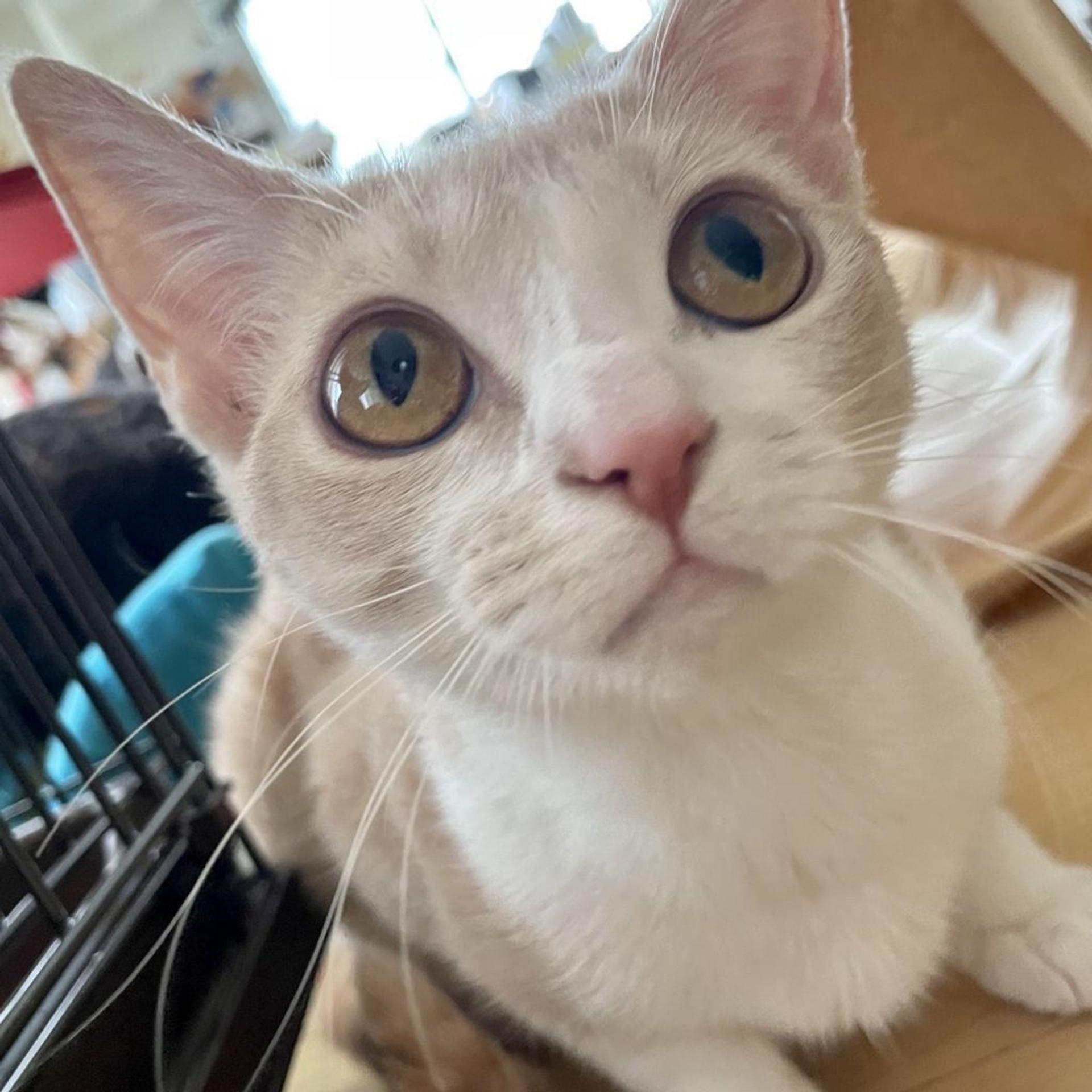 pet-image-3