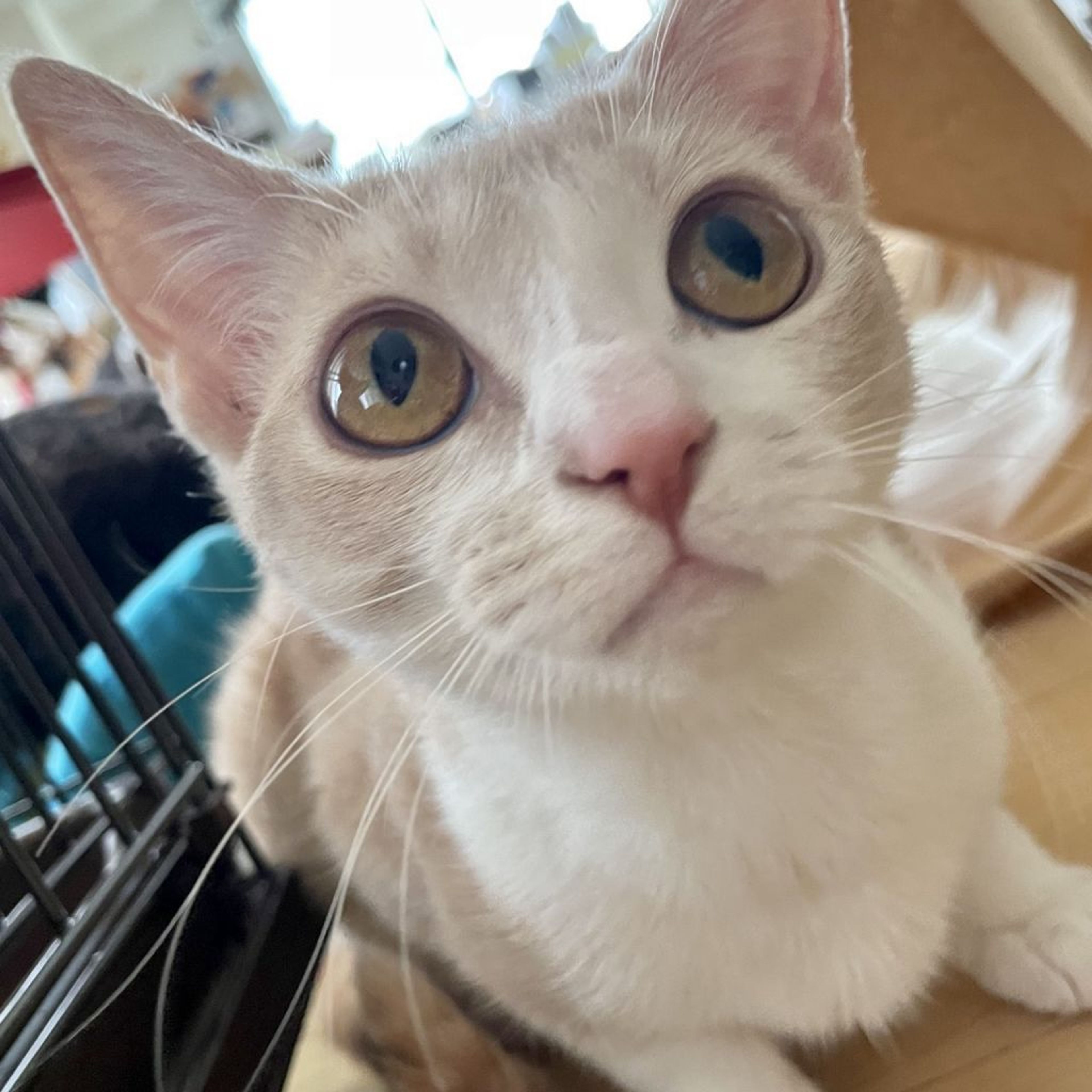pet-image-3