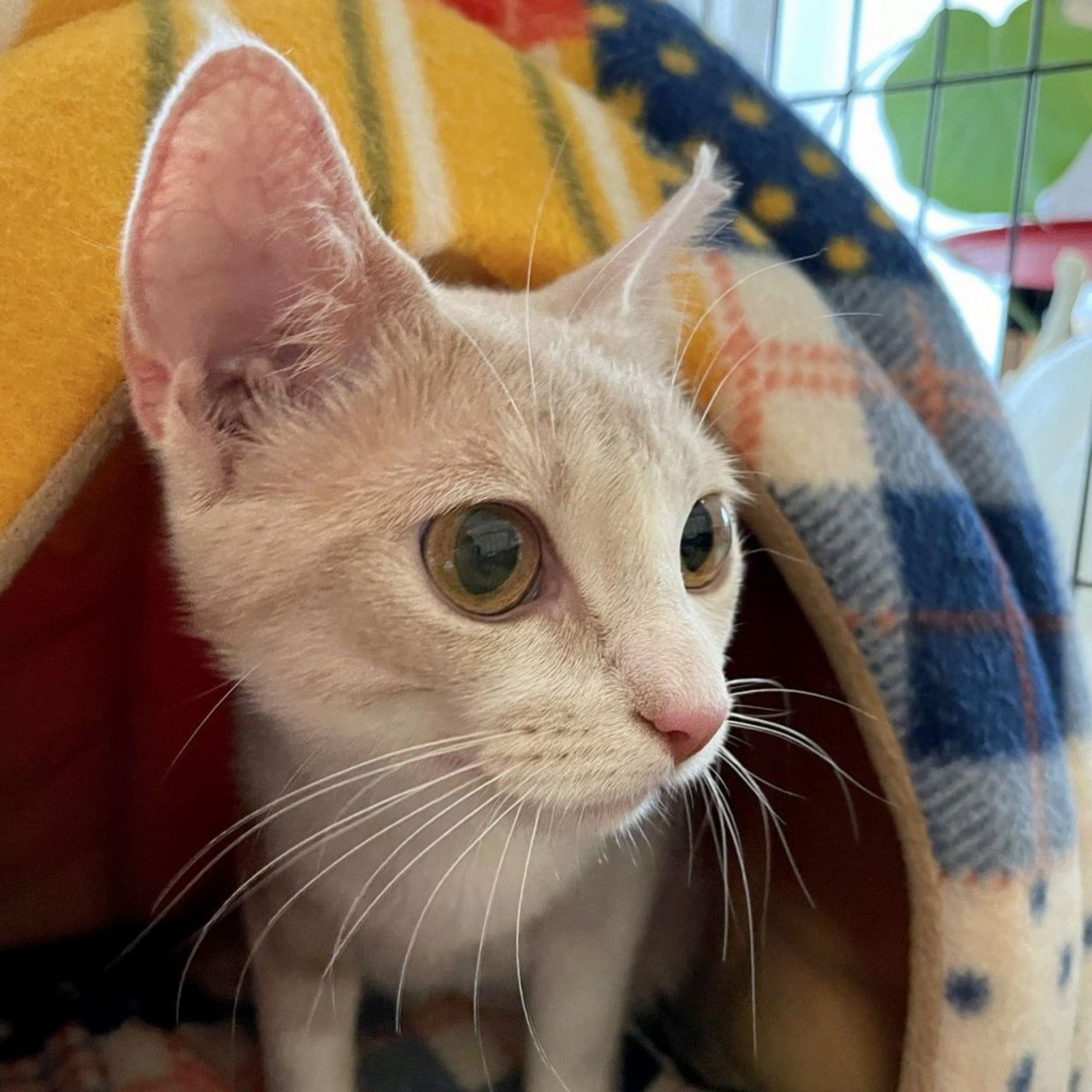 pet-image-4