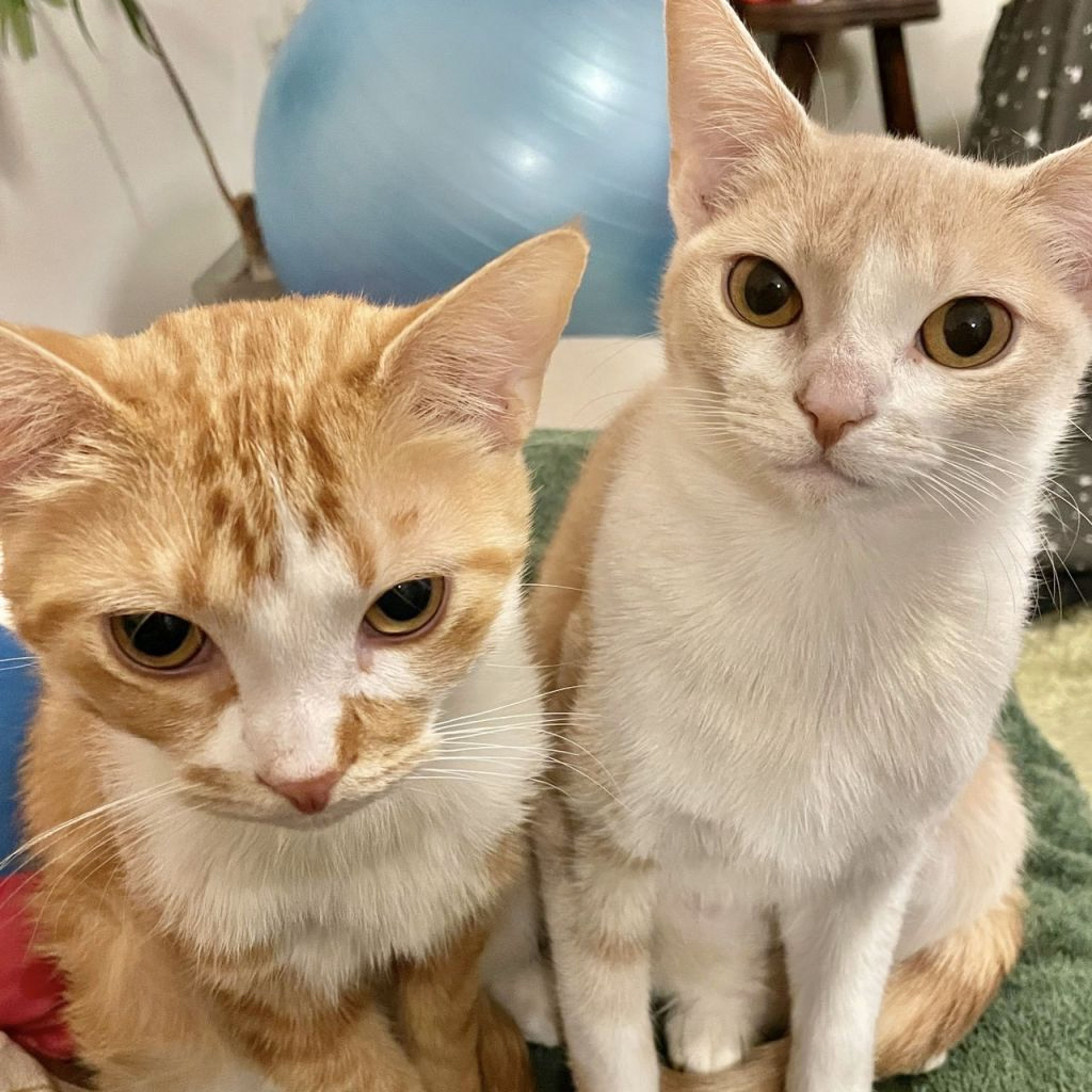 pet-image-6