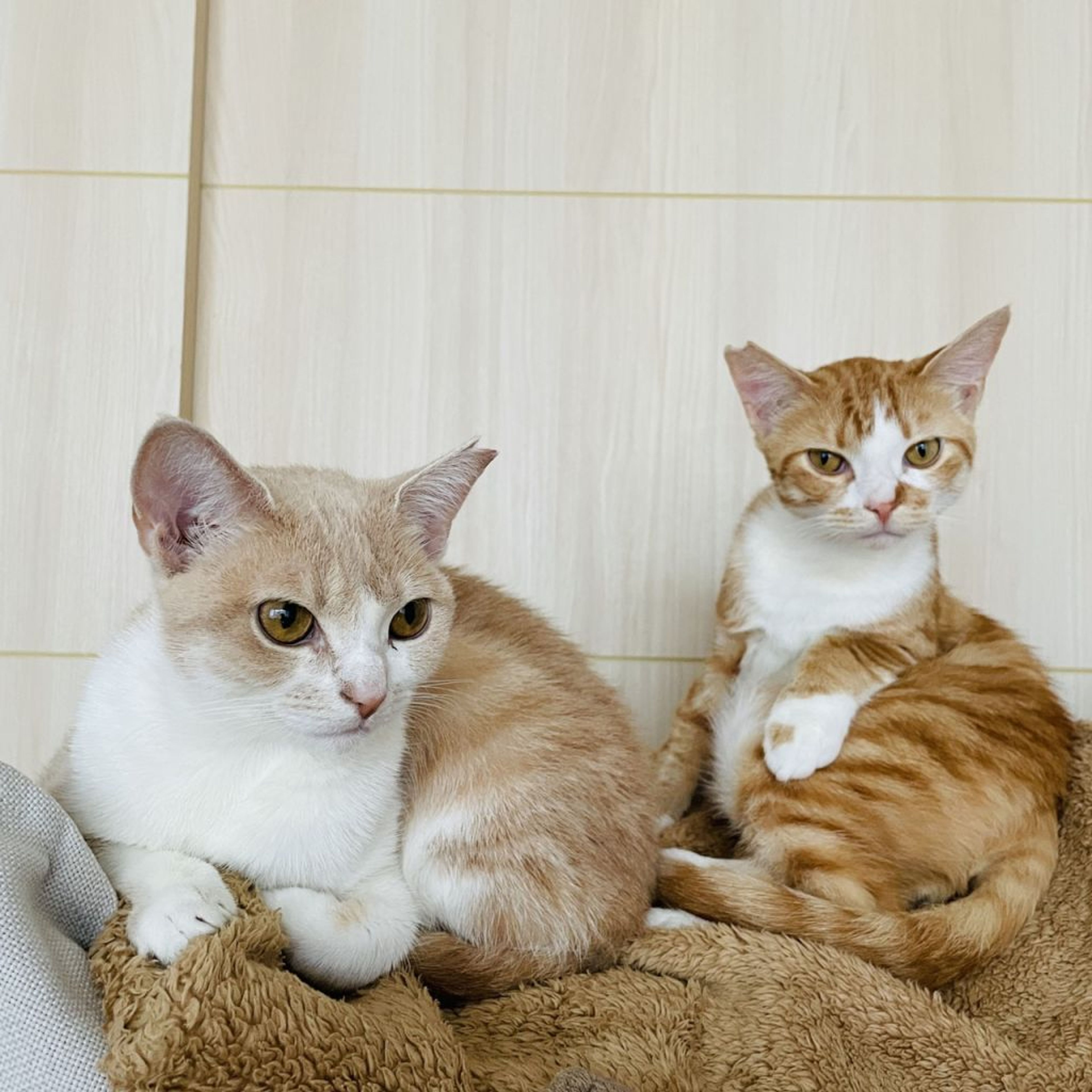 pet-image-7