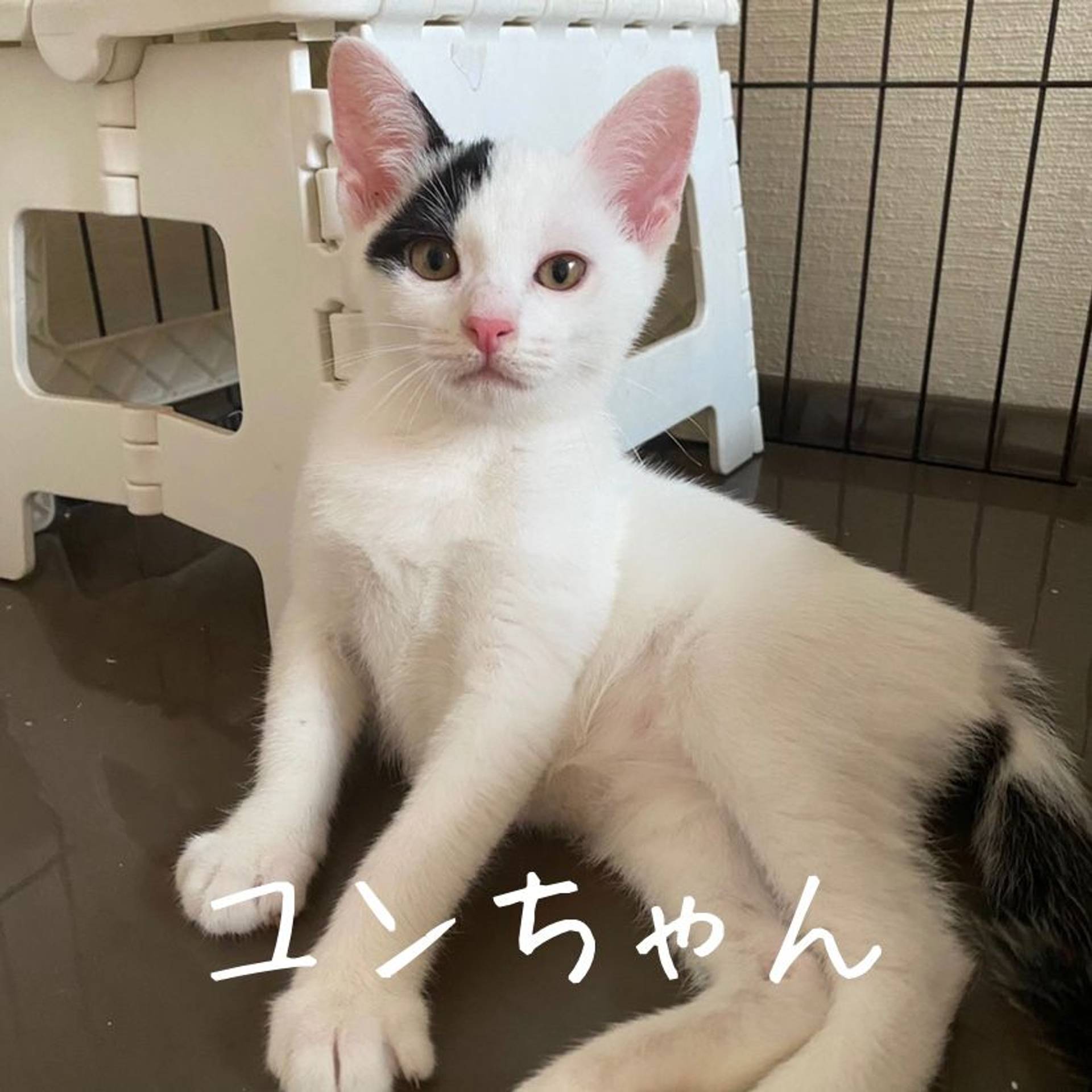 雑種（ミックス猫）・メスの里親募集の写真