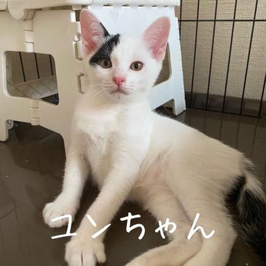 ユンの写真