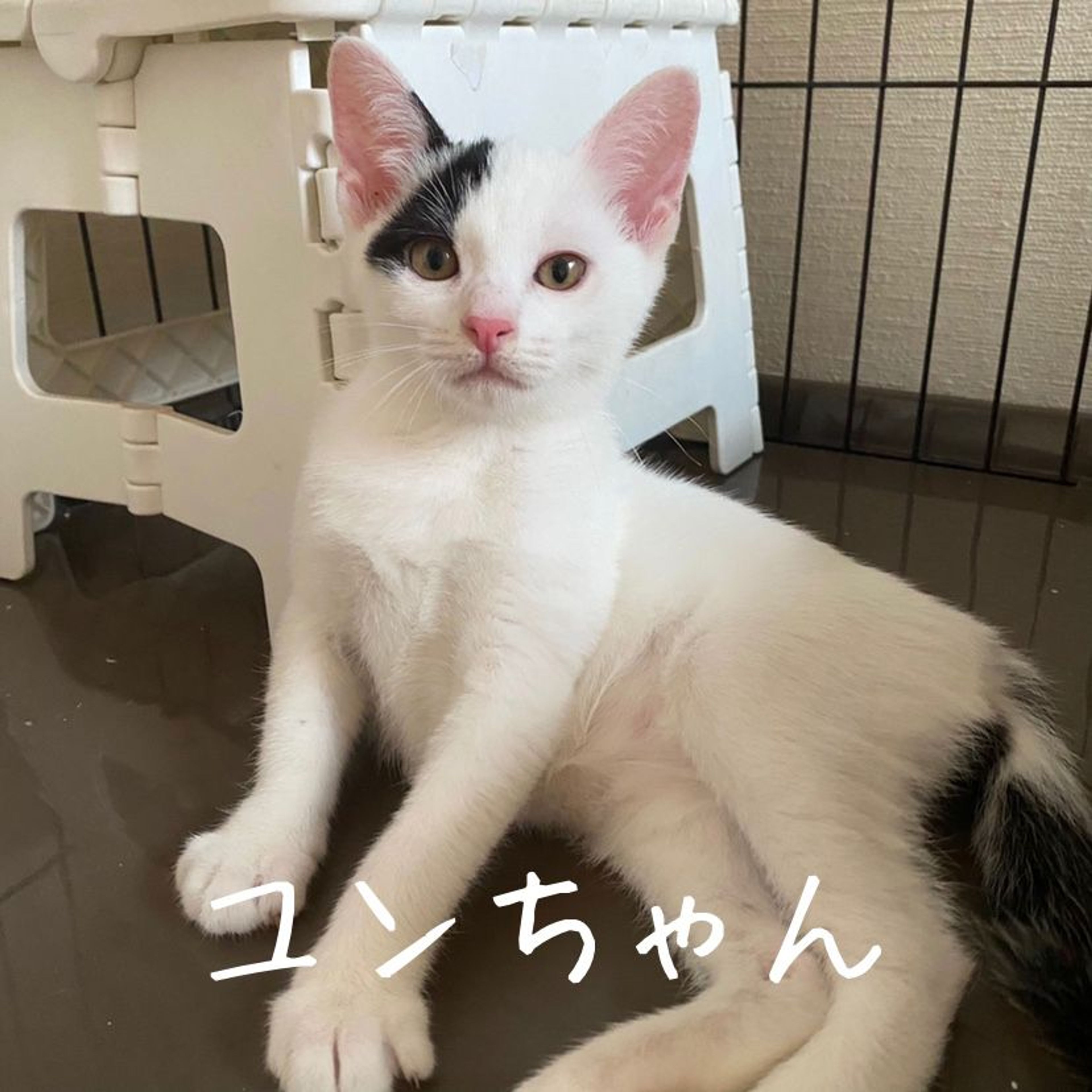 雑種（ミックス猫）・メスの里親募集の写真