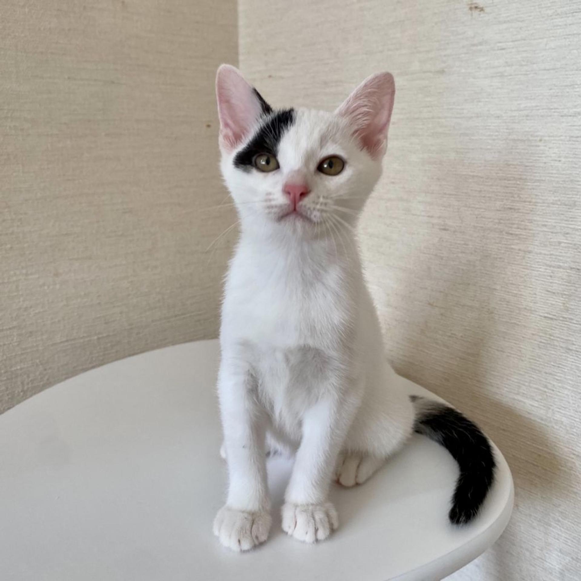 pet-image-2