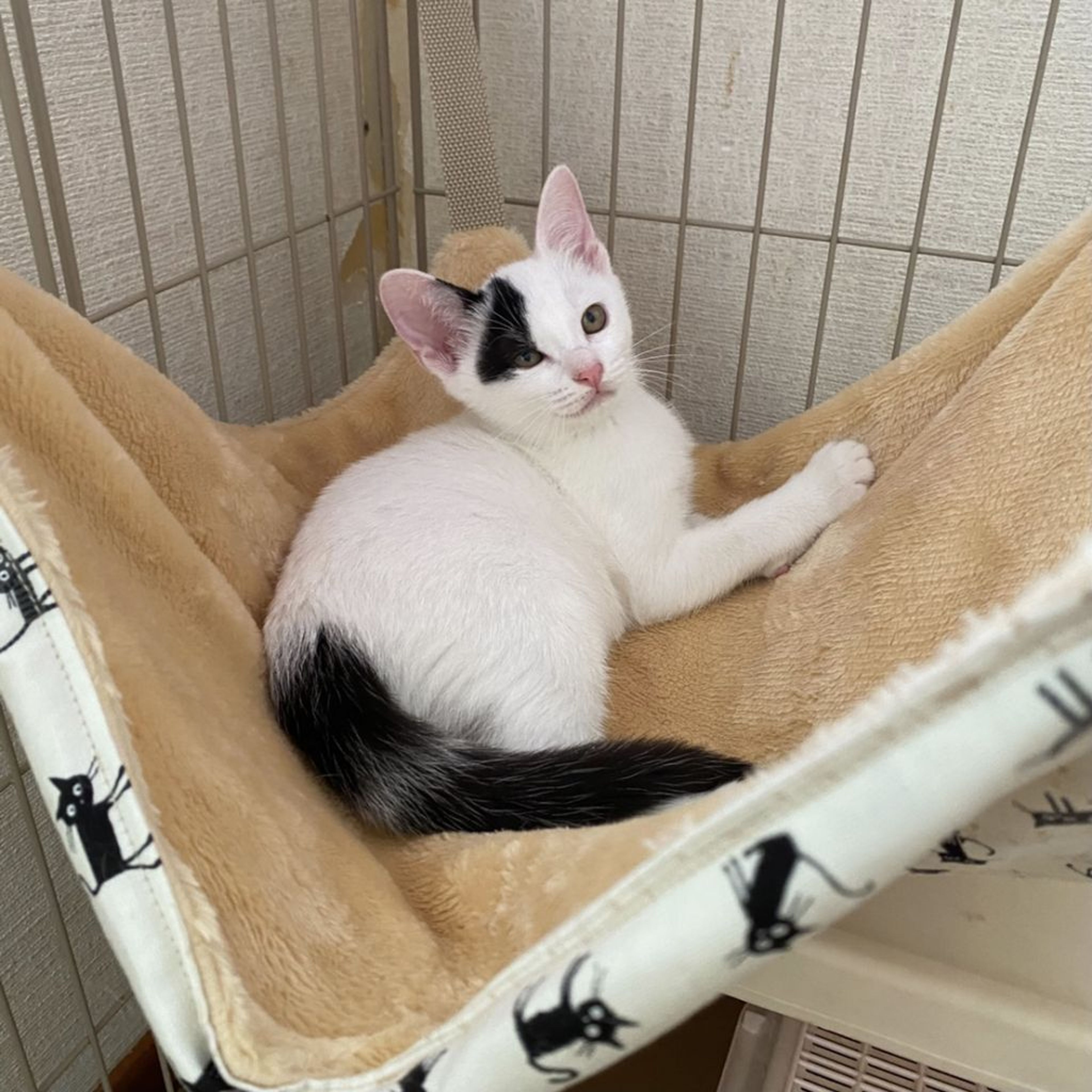 pet-image-3