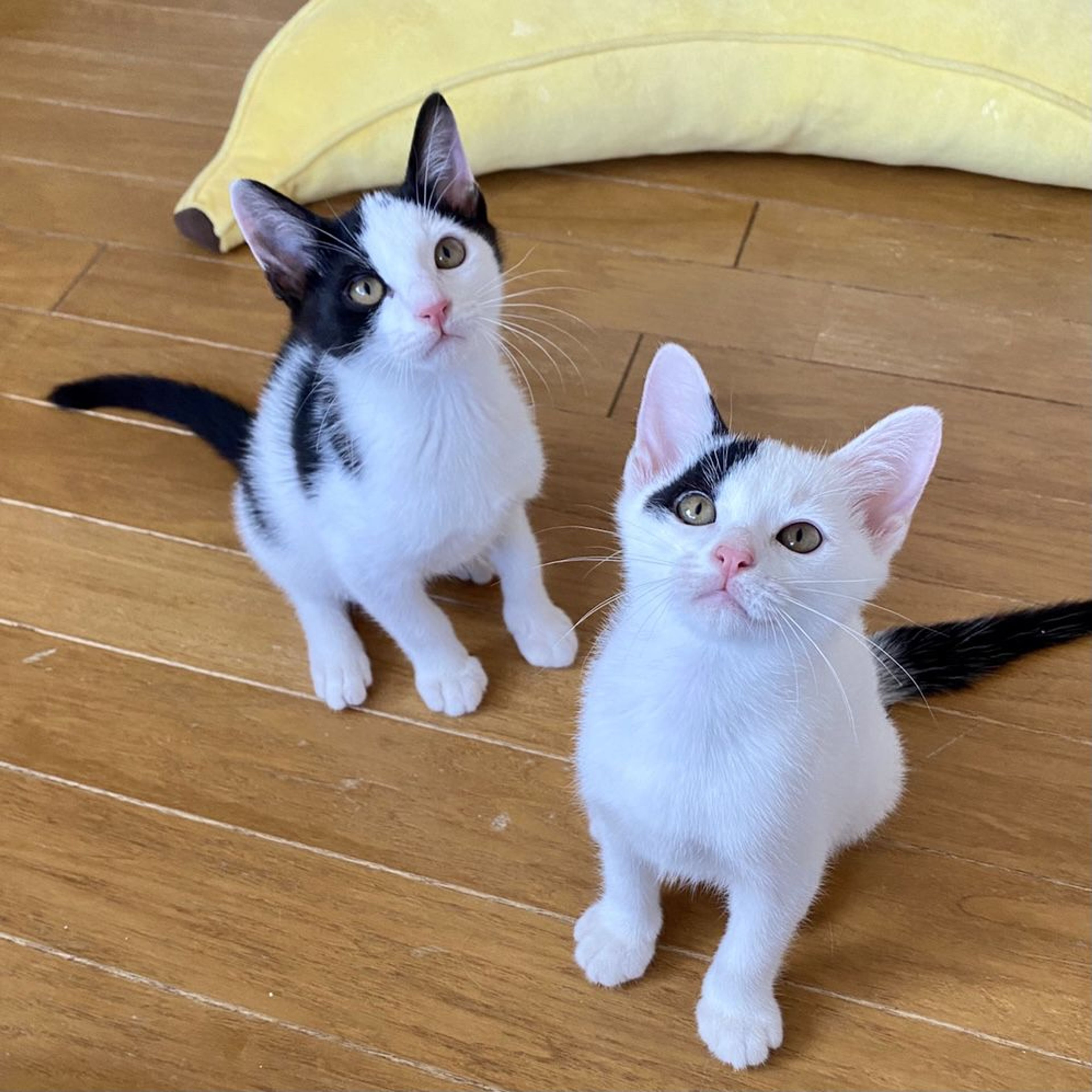 pet-image-5