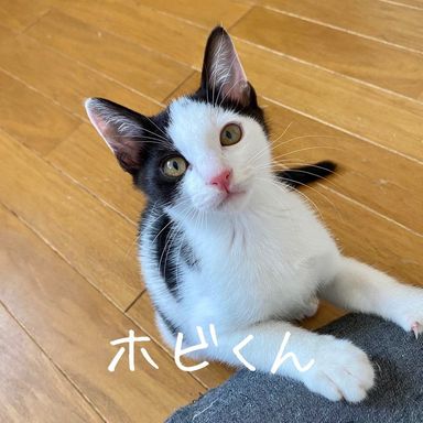 ホビの写真