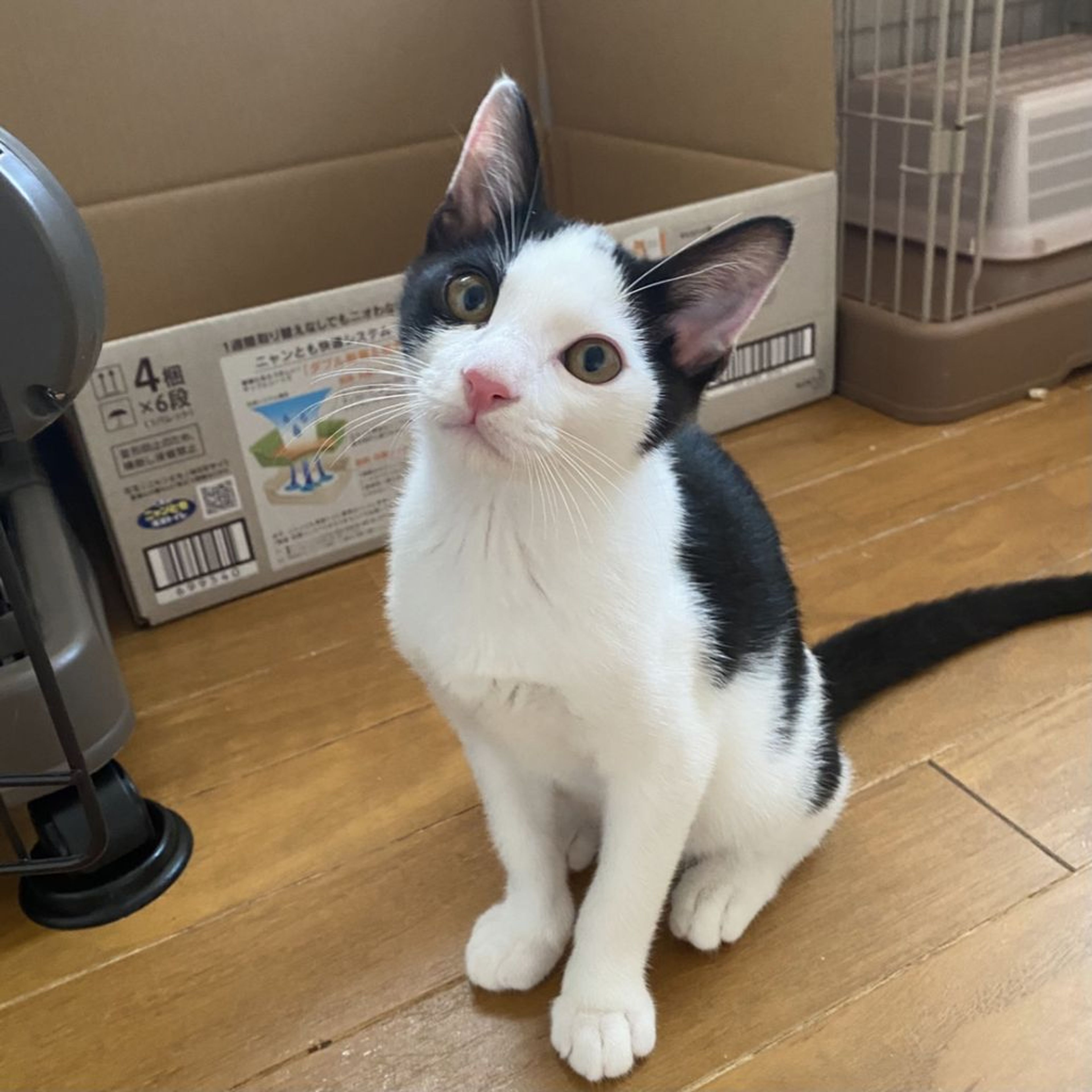 pet-image-2