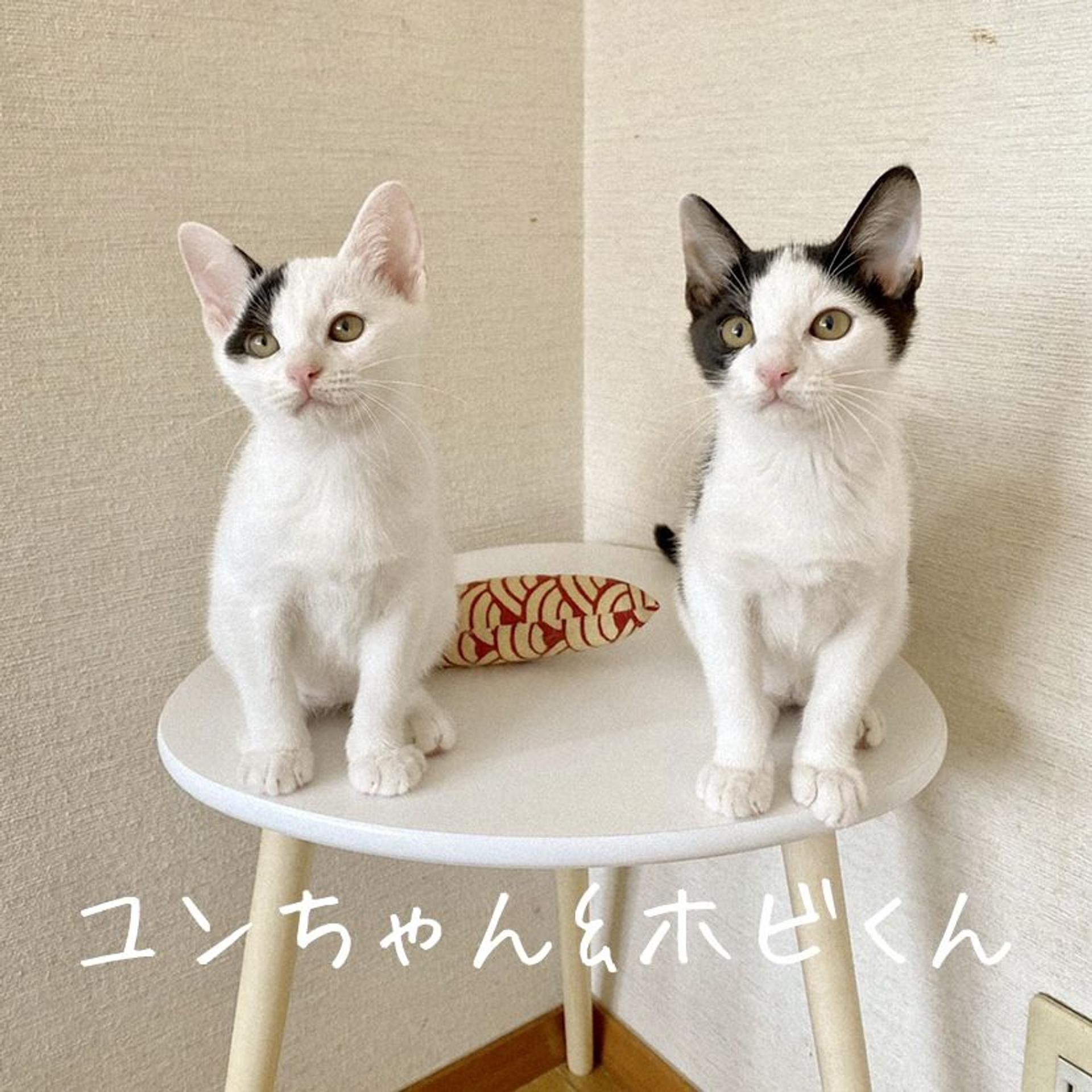 pet-image-4