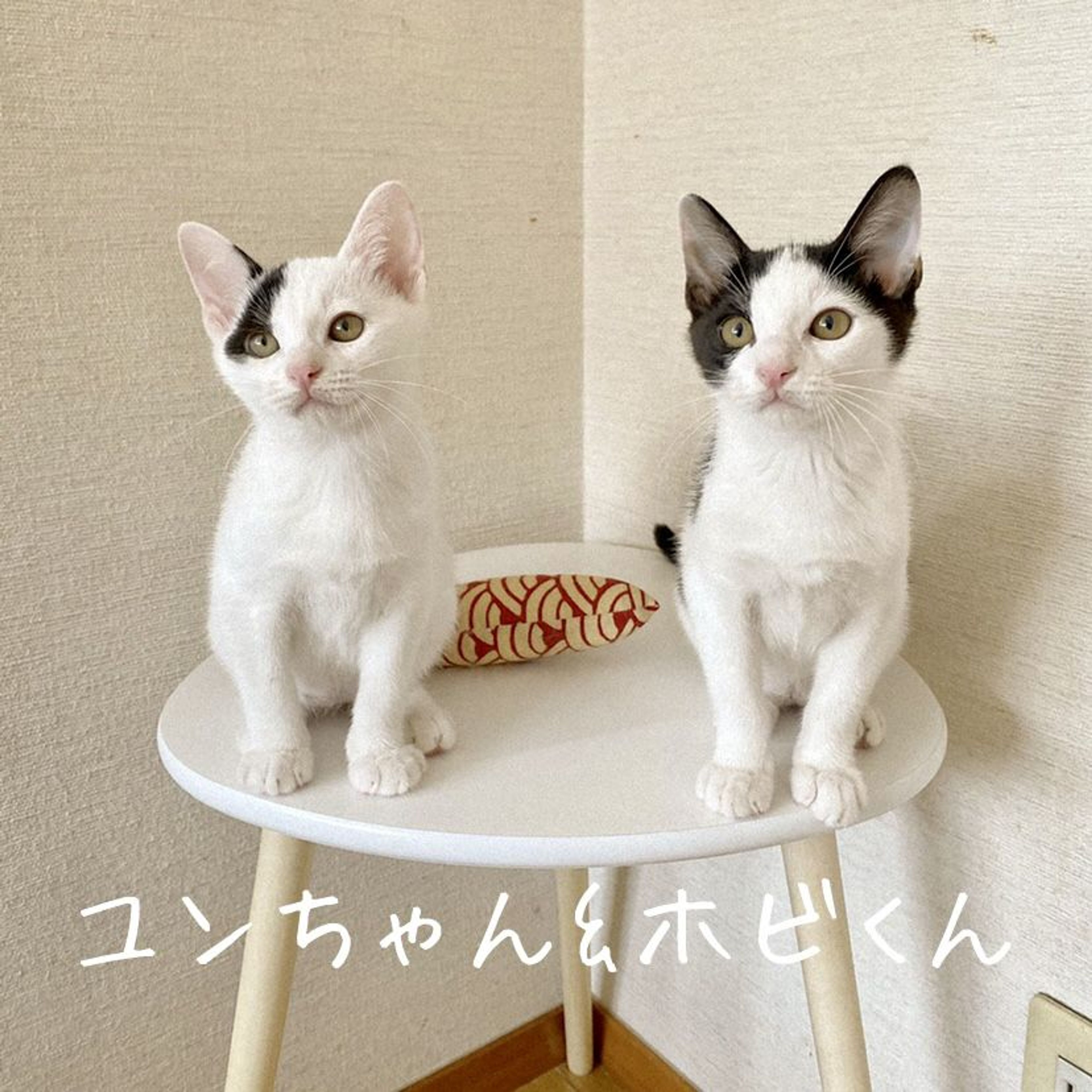 pet-image-4