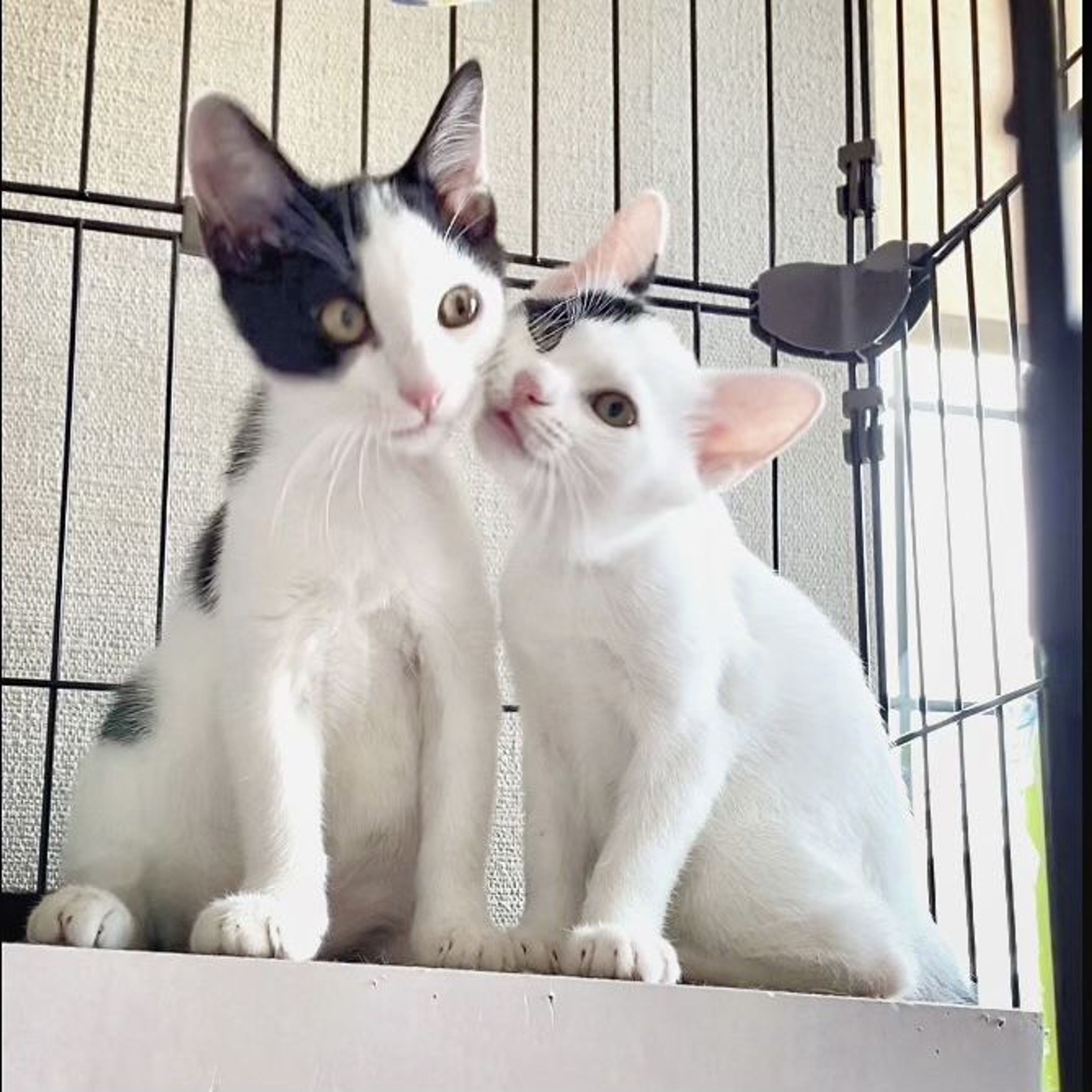 pet-image-5