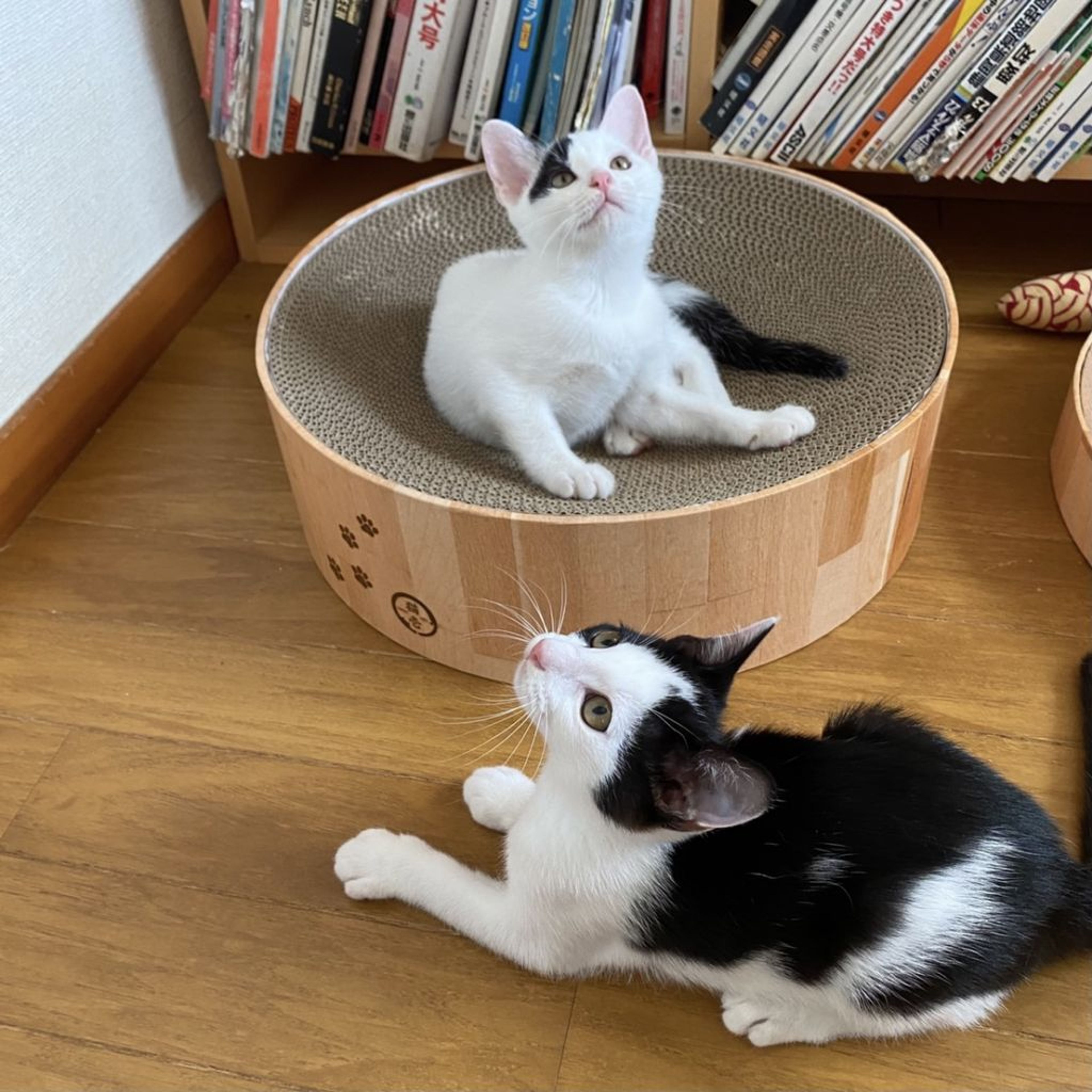 pet-image-6