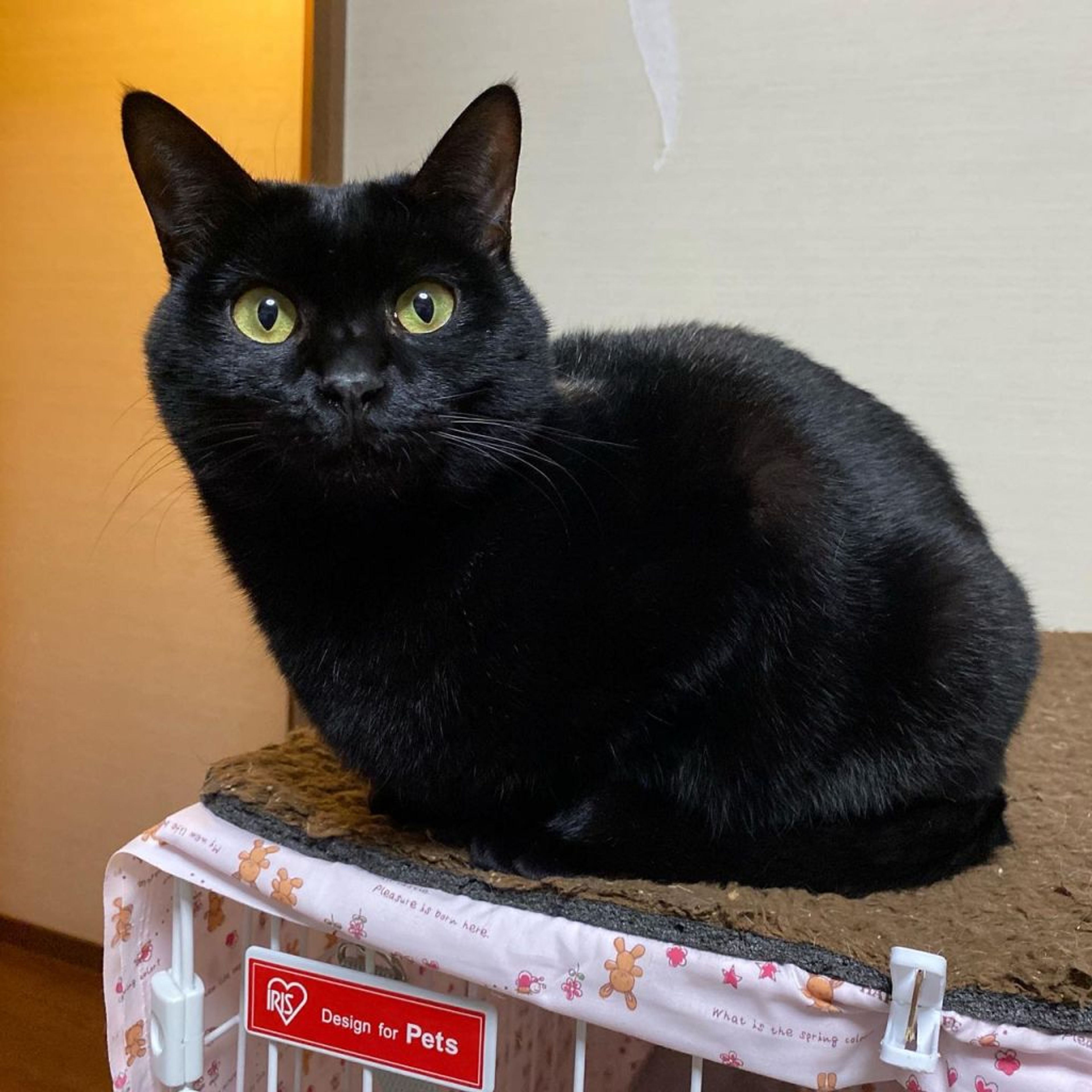 pet-image-3