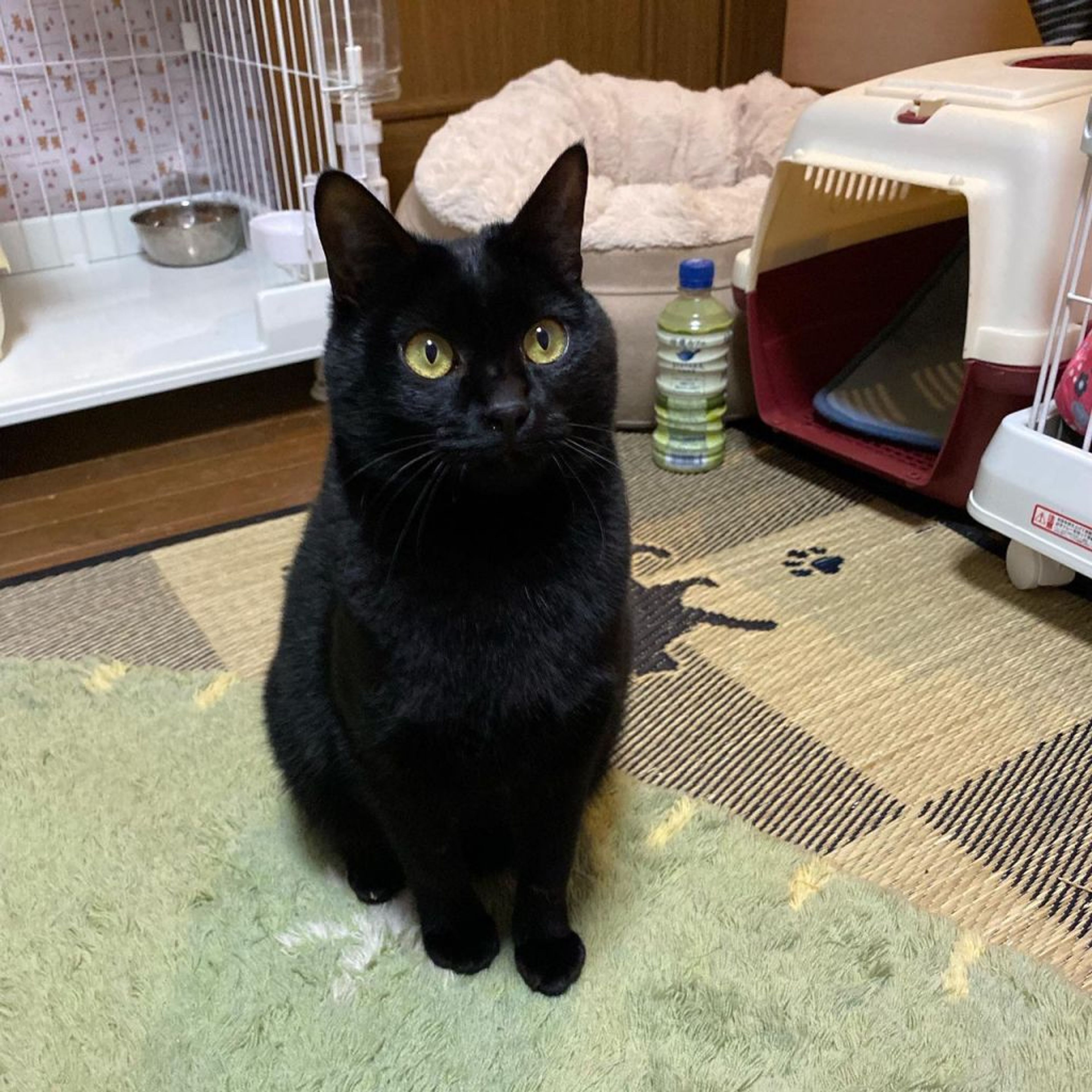 pet-image-6