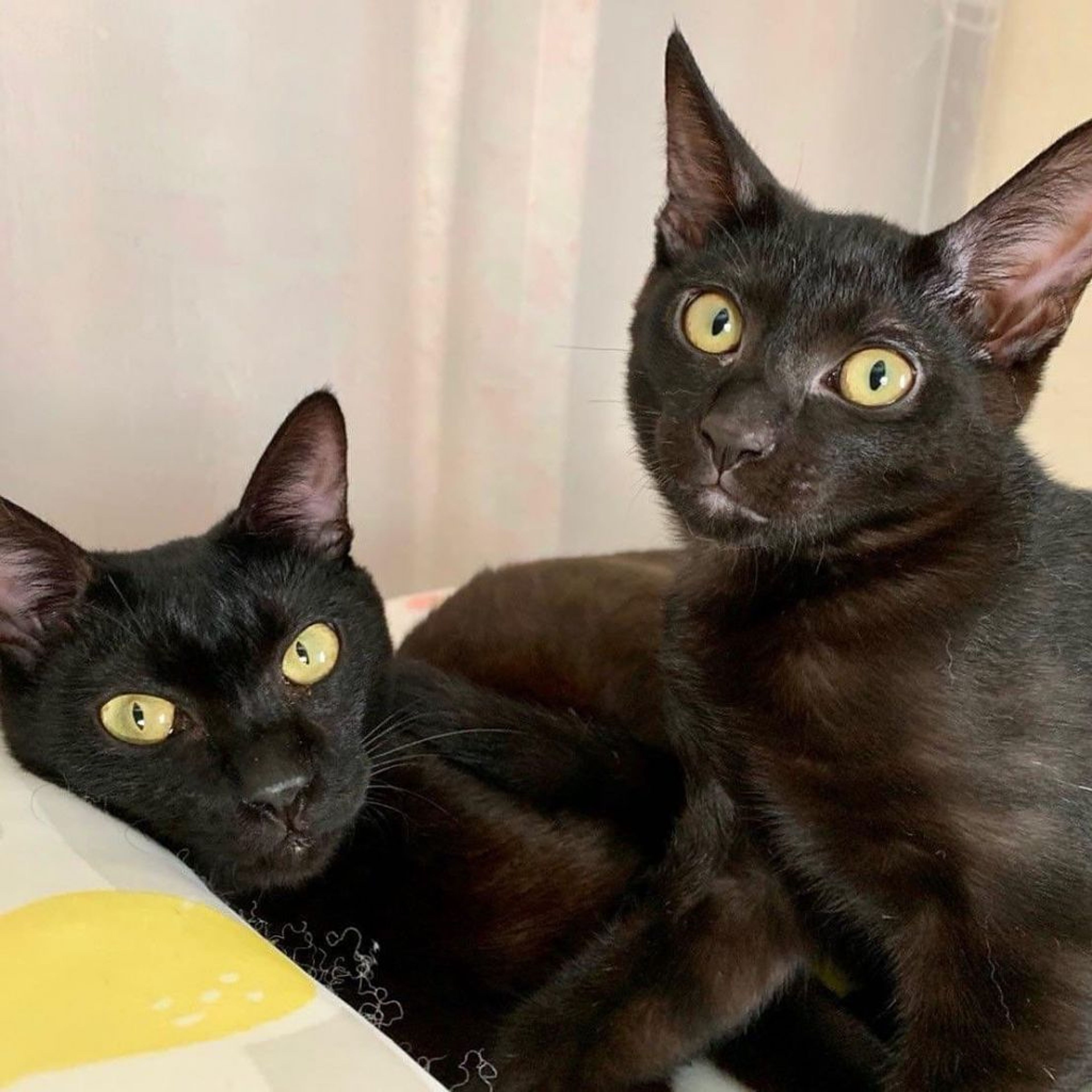 pet-image-8