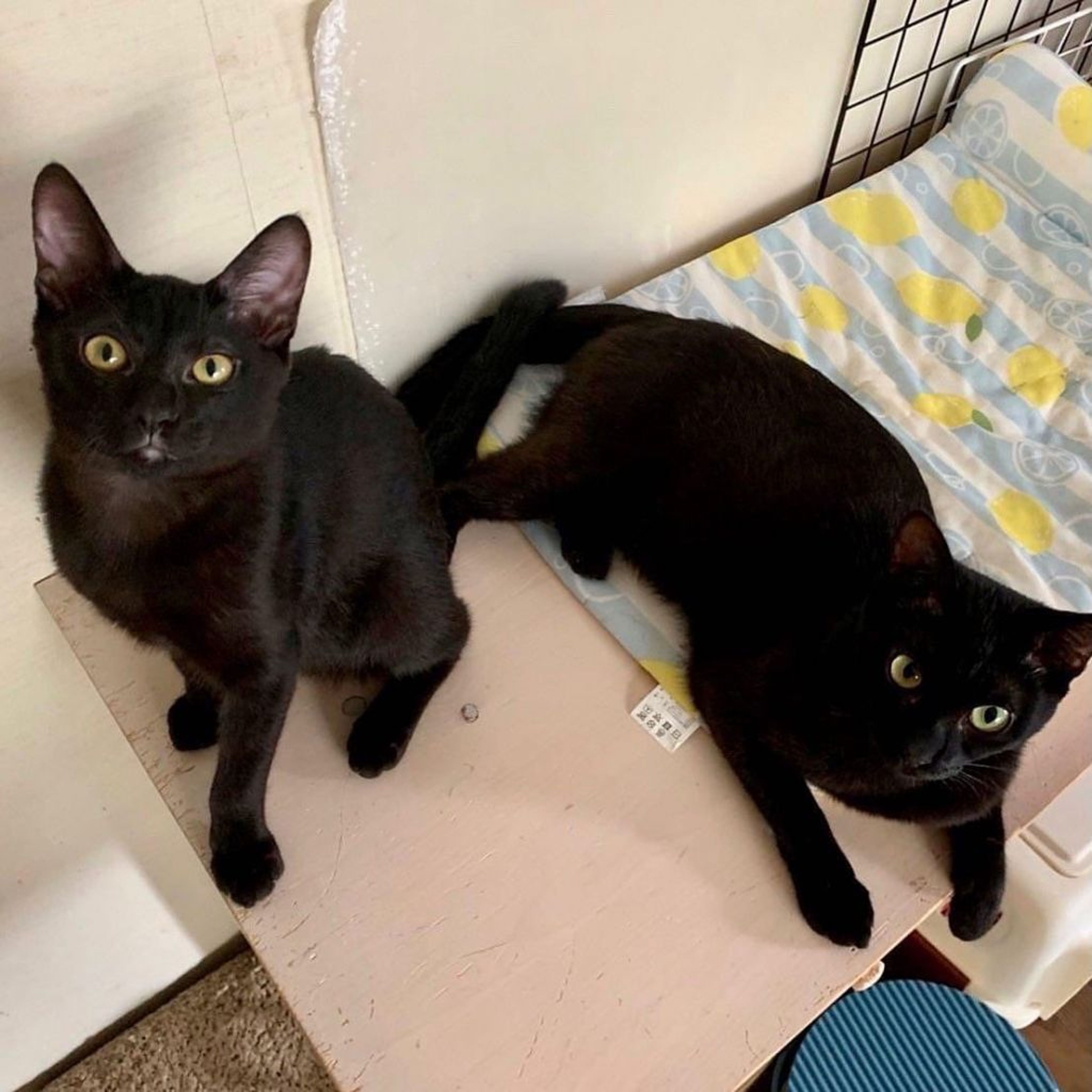 pet-image-9