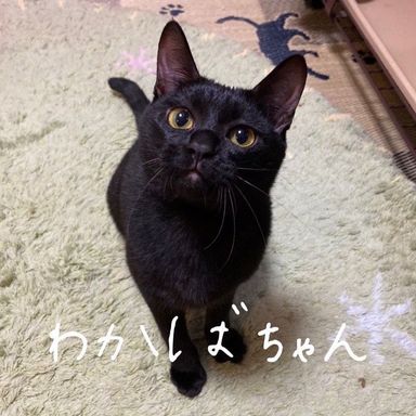 わかばの写真