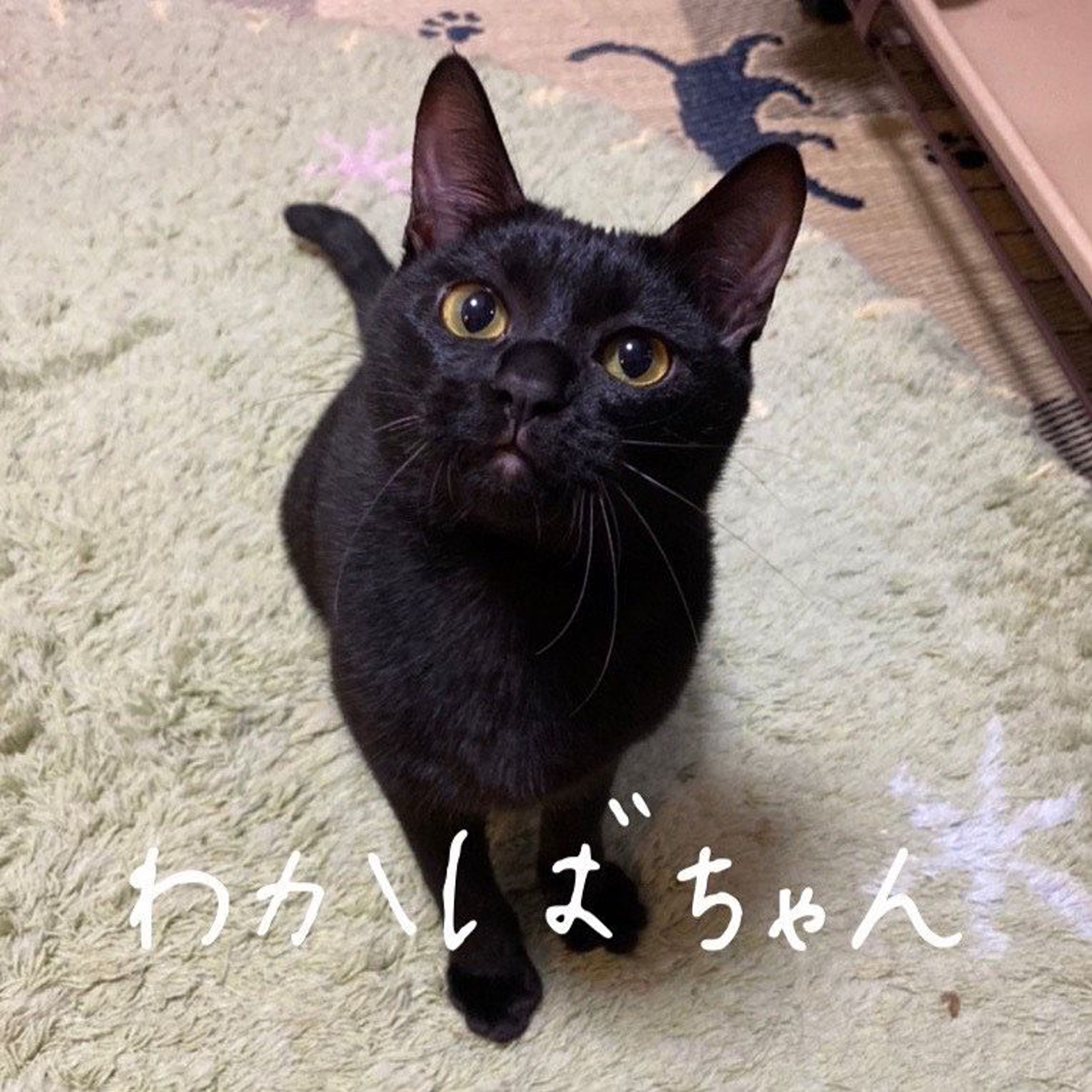 雑種（ミックス猫）・メスの里親募集の写真