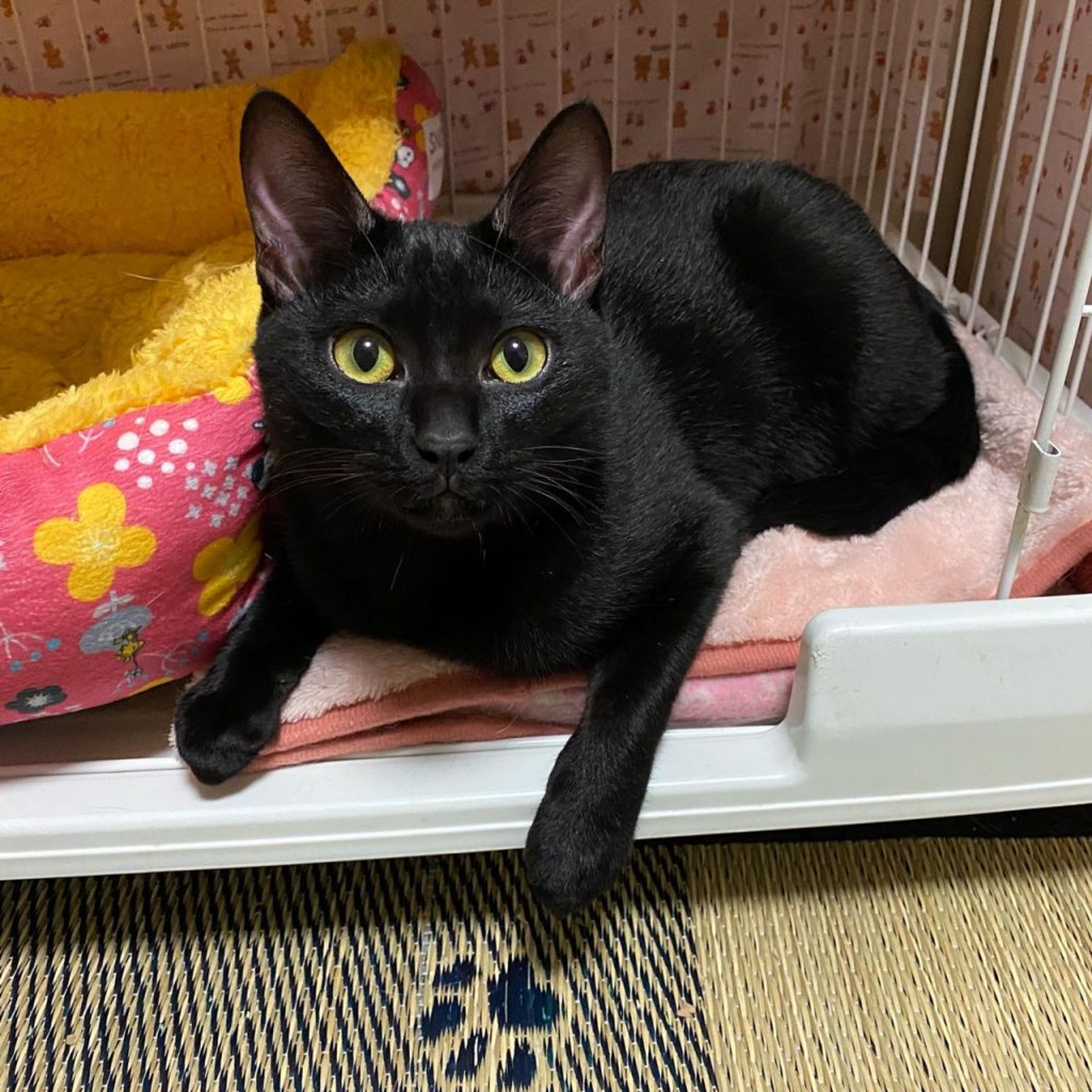 pet-image-2