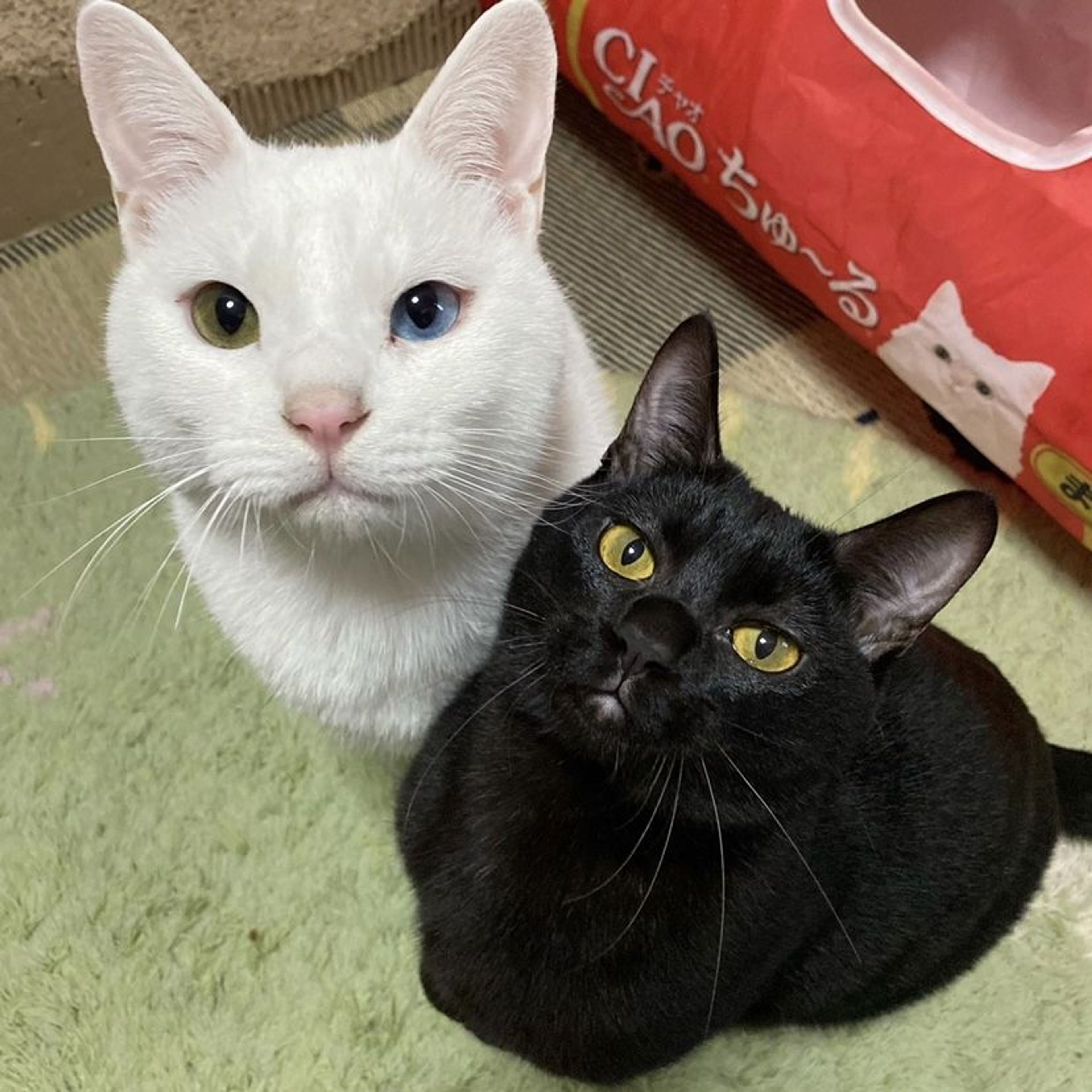 pet-image-7