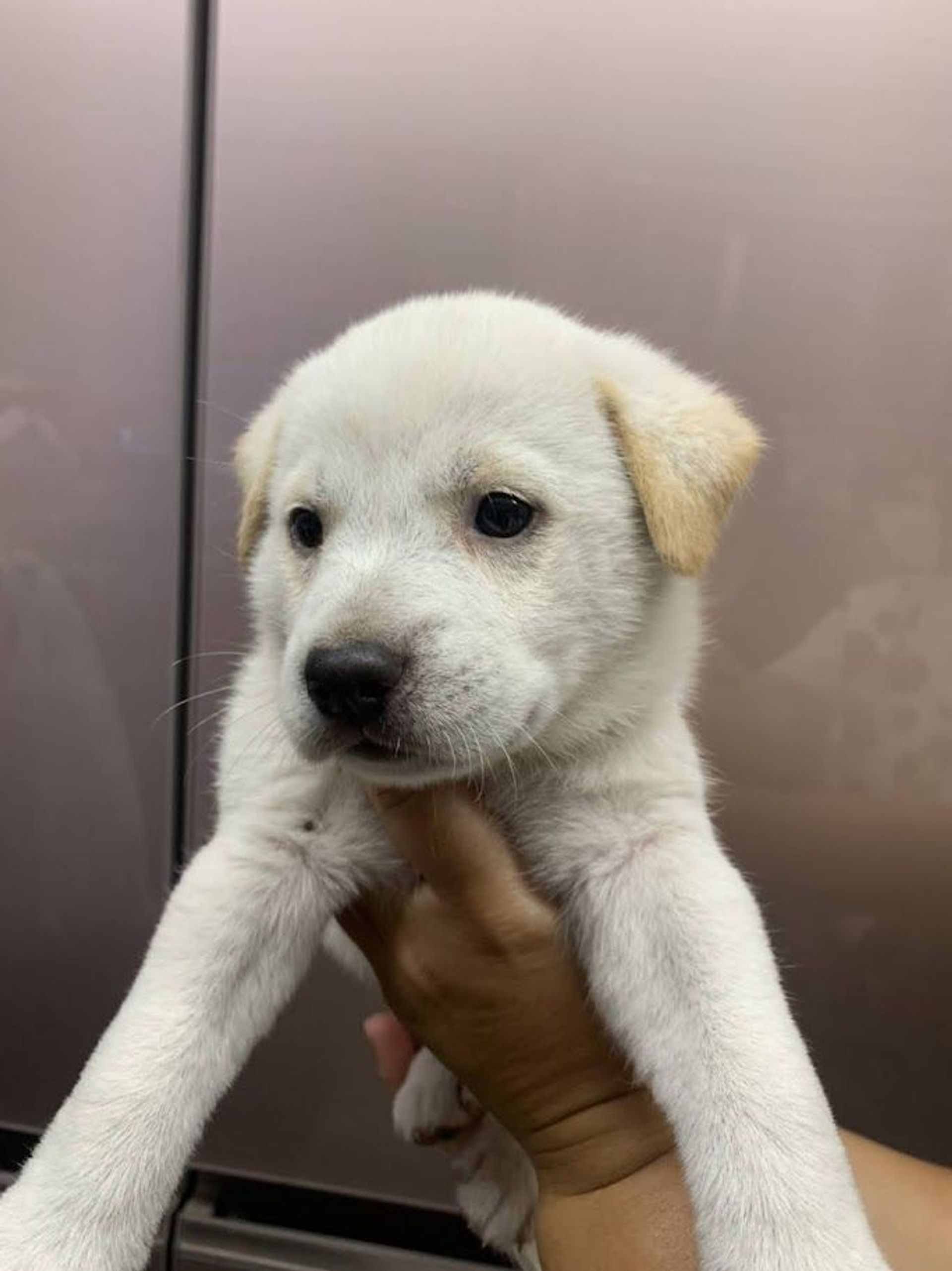 雑種（ミックス犬）・オスの里親募集の写真