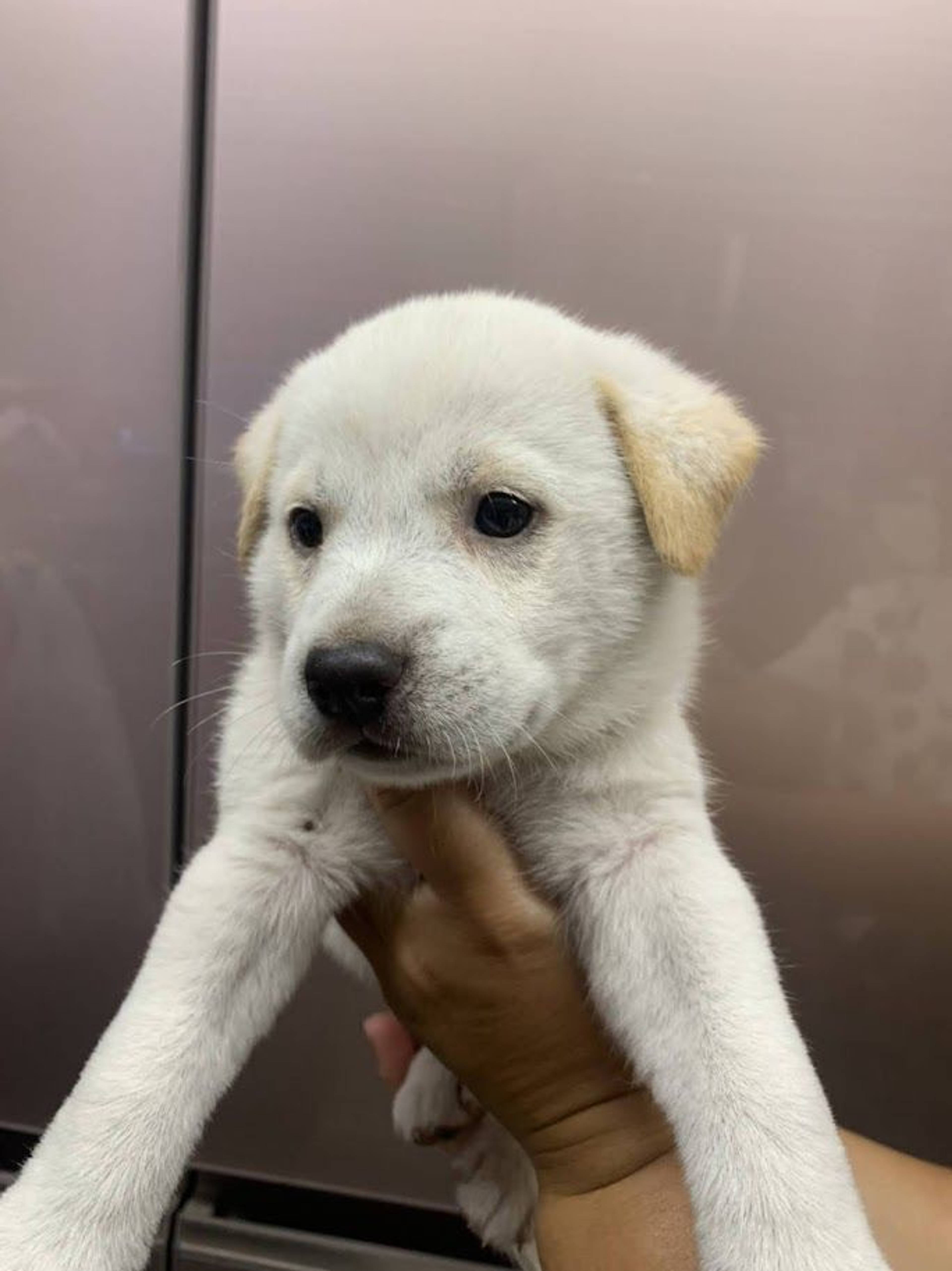 雑種（ミックス犬）・オスの里親募集の写真