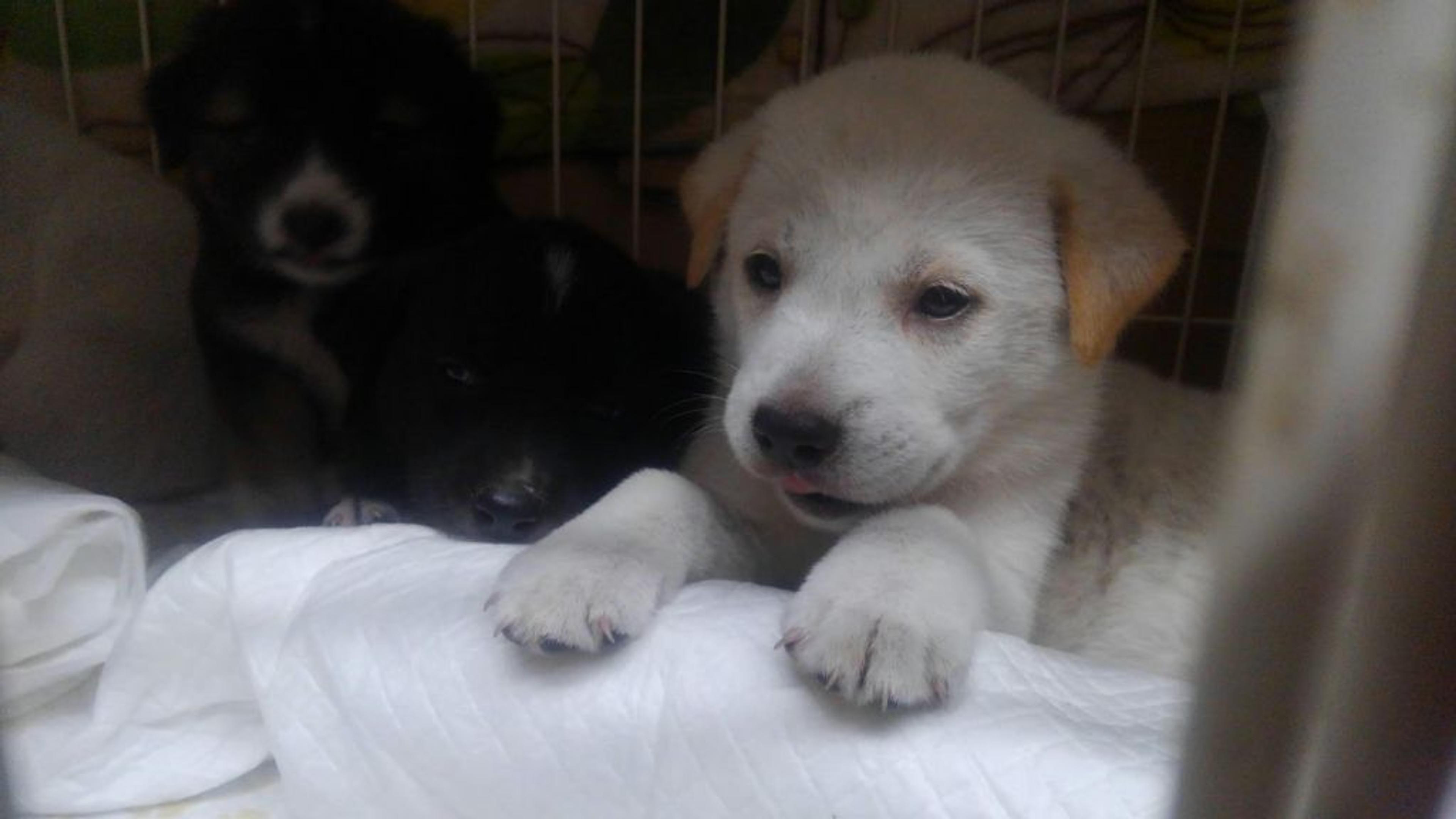 pet-image-3