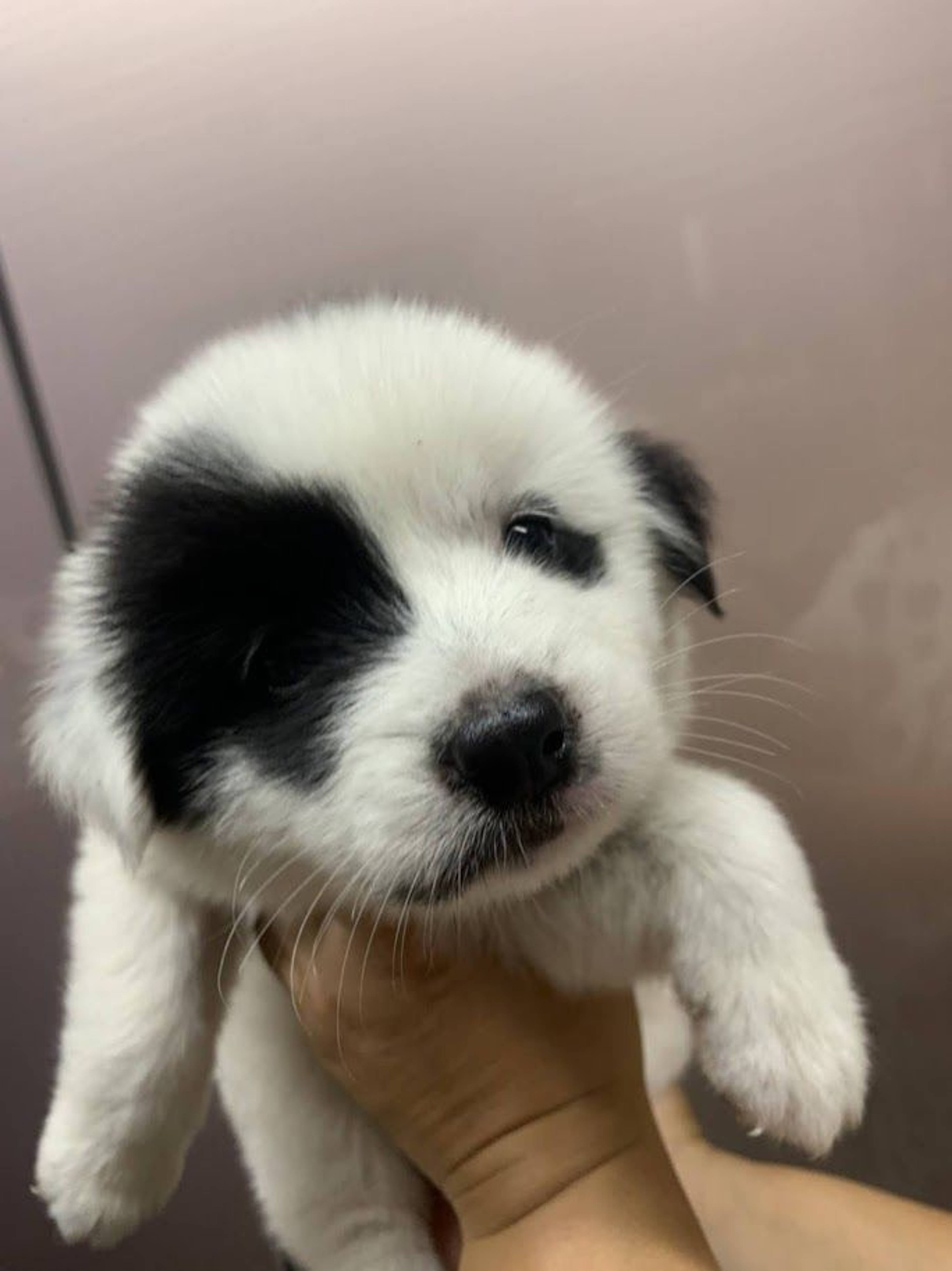 雑種（ミックス犬）・メスの里親募集の写真