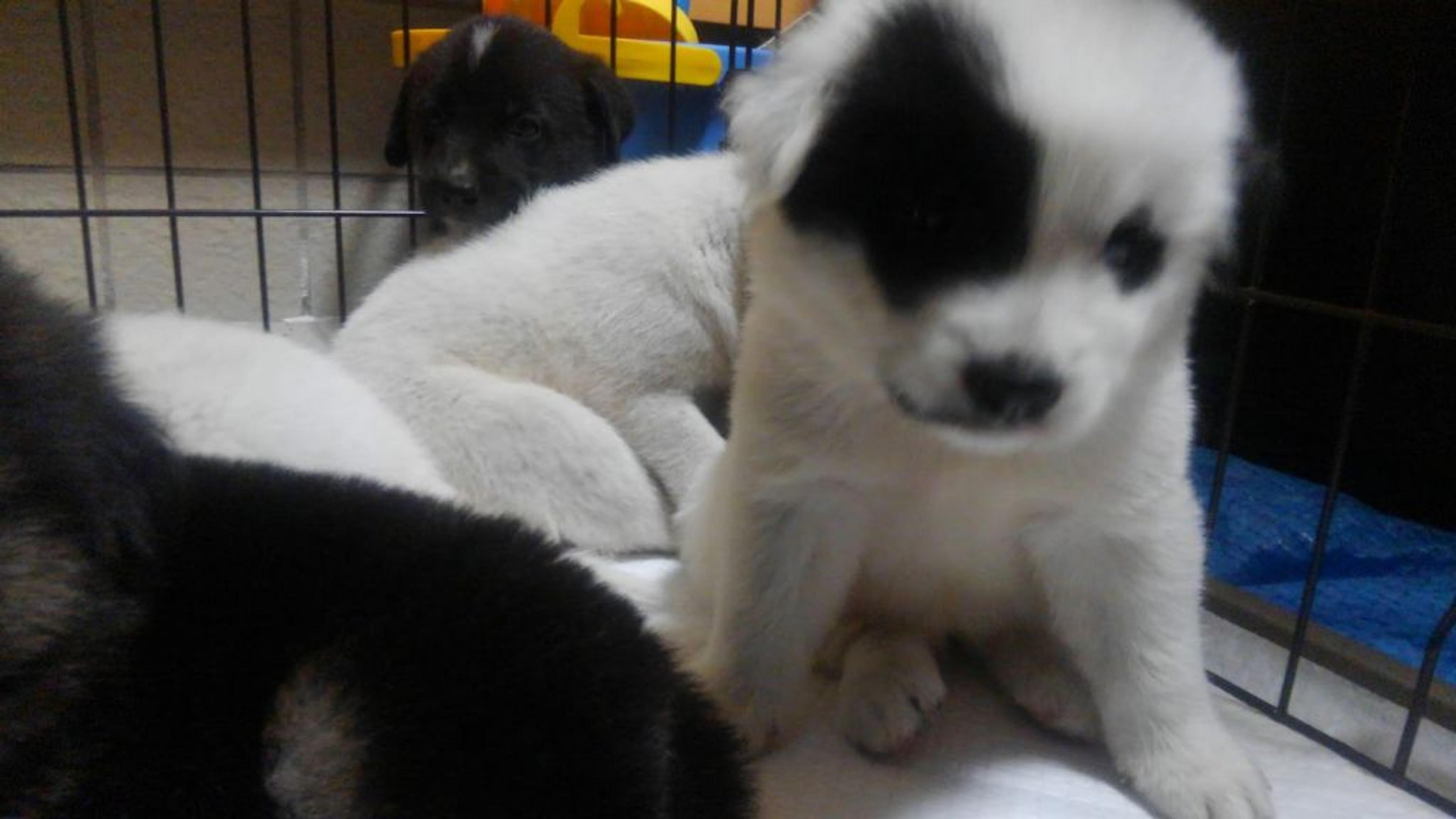 pet-image-3