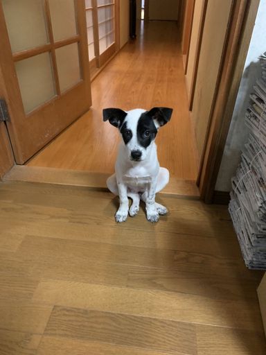ビスケットちゃんの写真