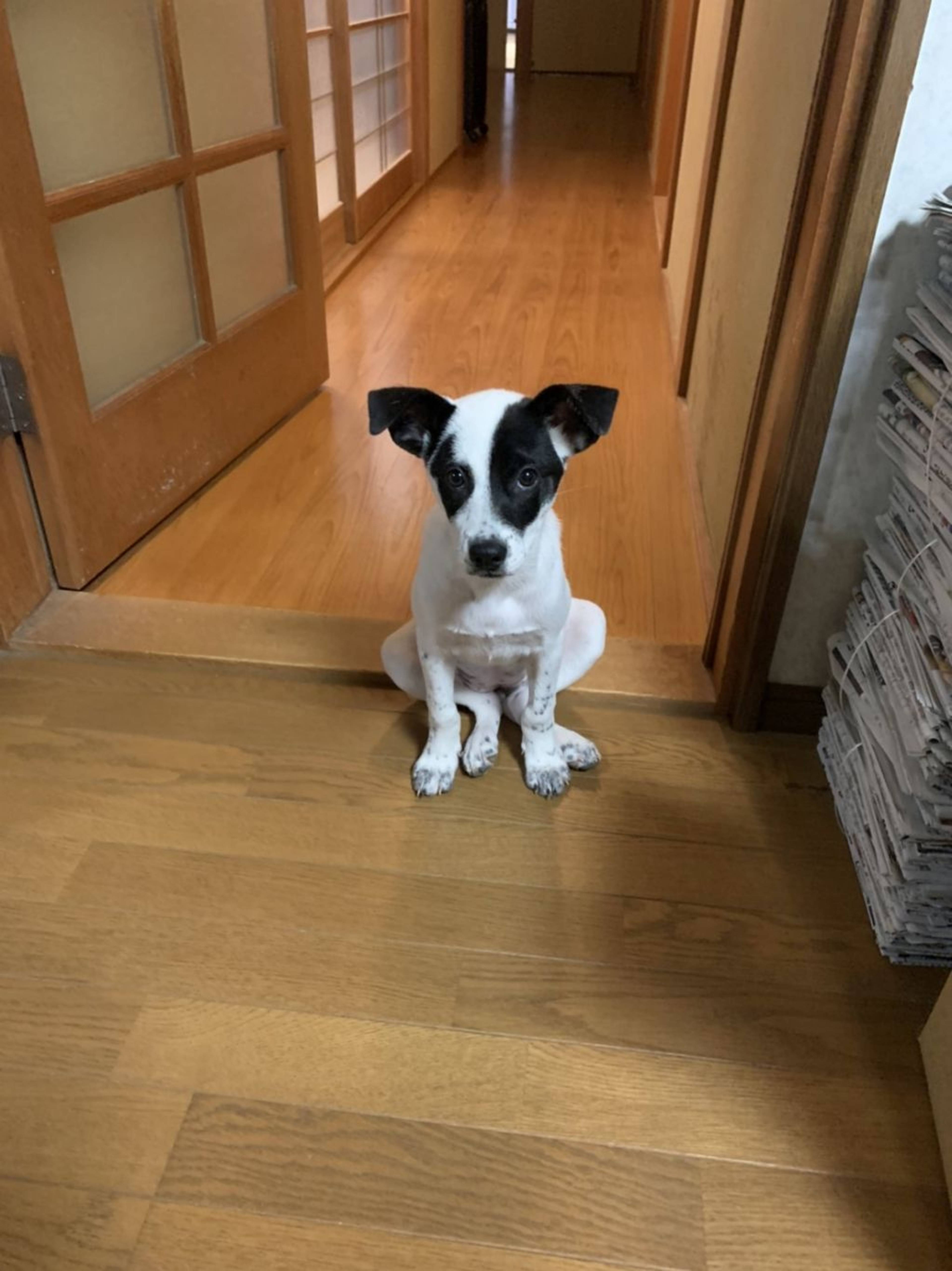 雑種（ミックス犬）・メスの里親募集の写真