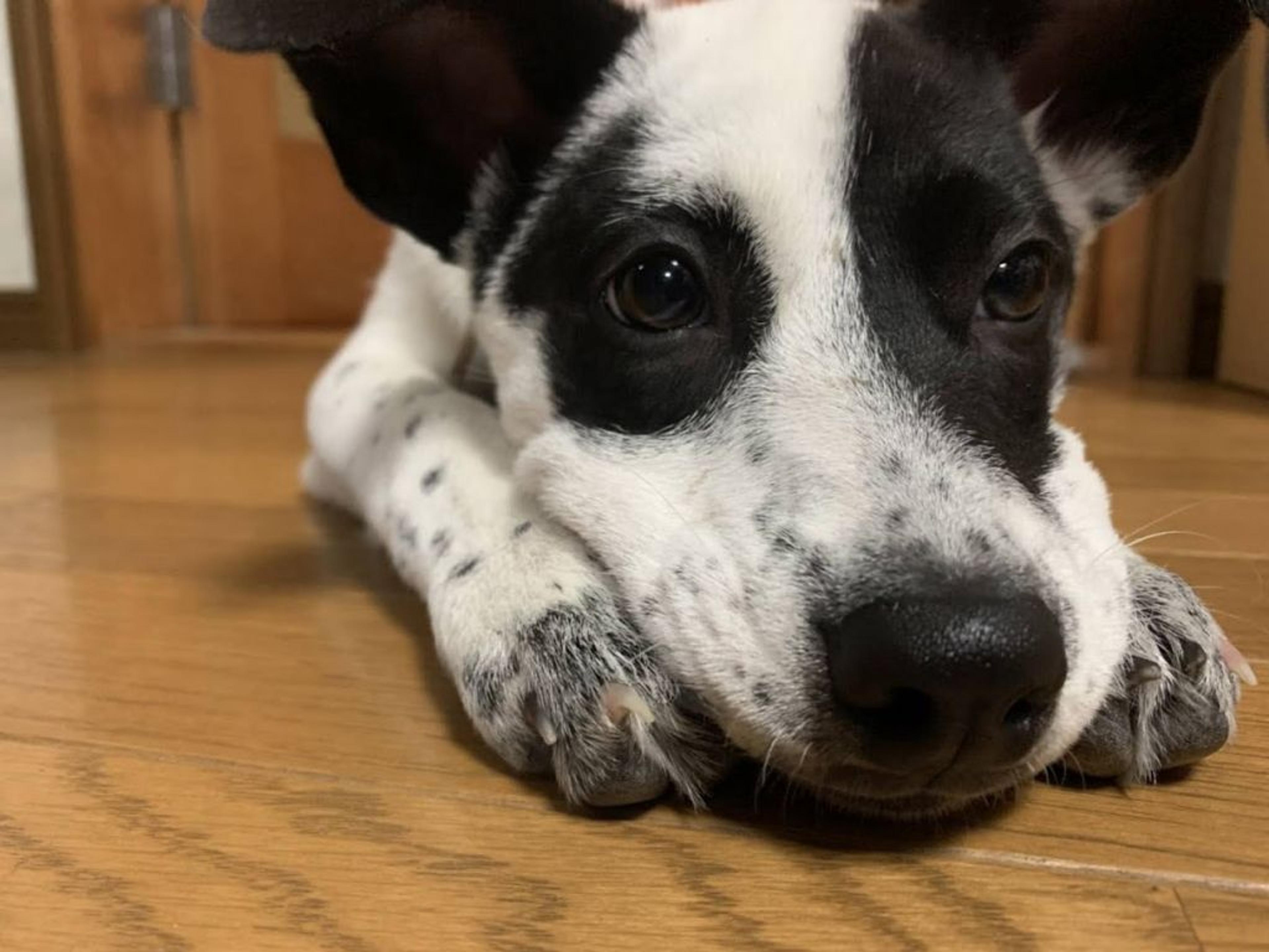 pet-image-2