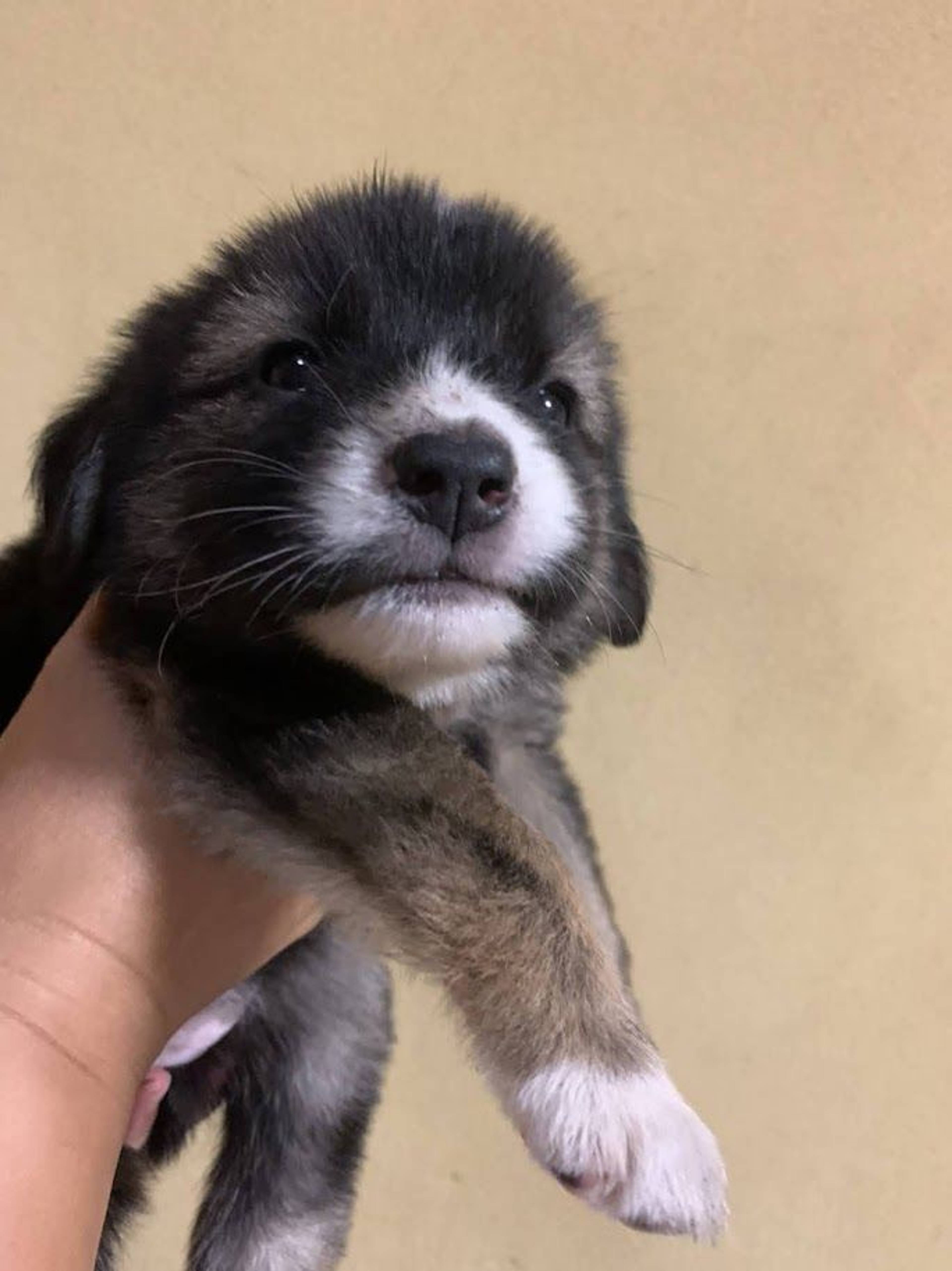雑種（ミックス犬）・メスの里親募集の写真