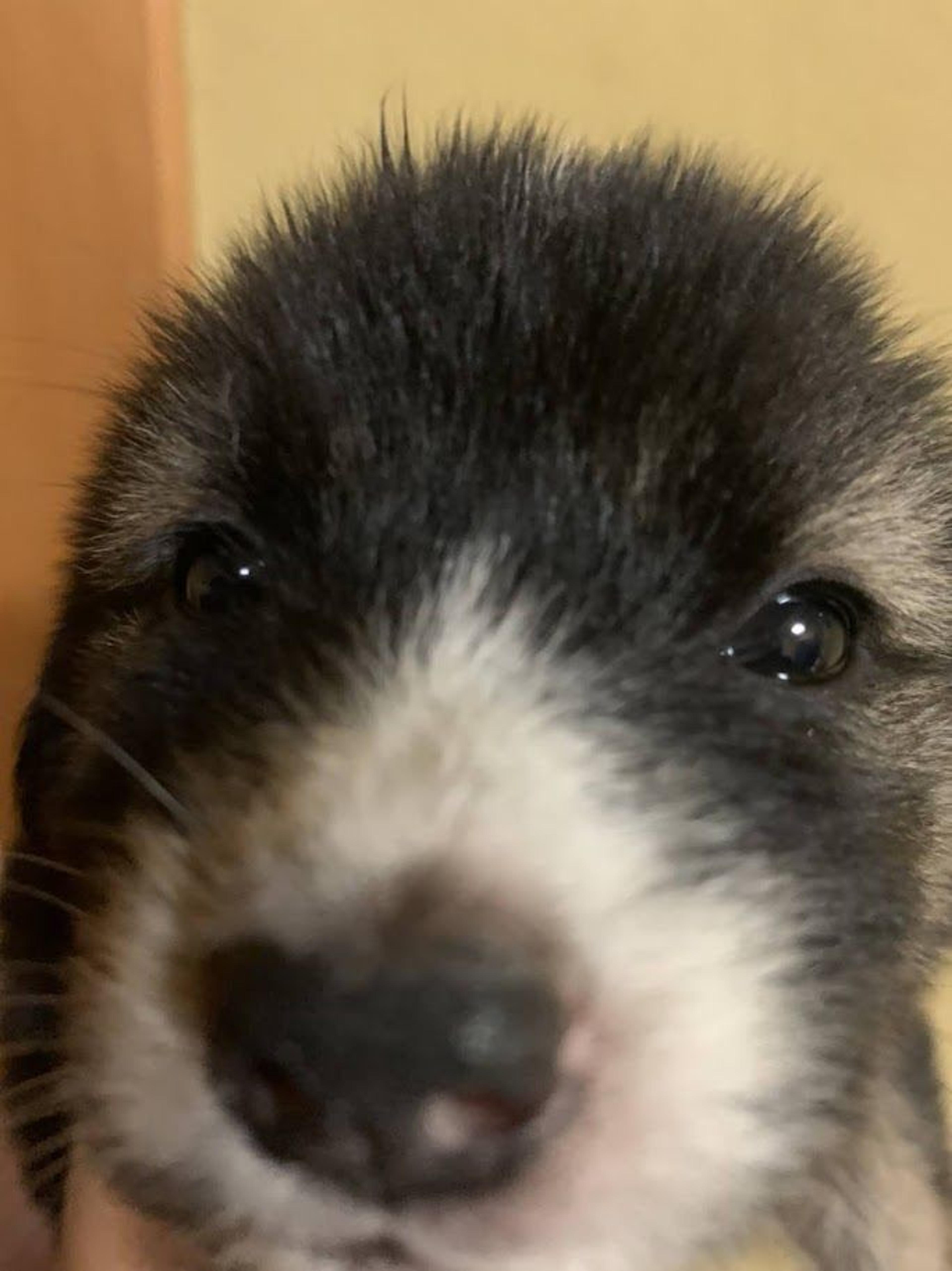 pet-image-2