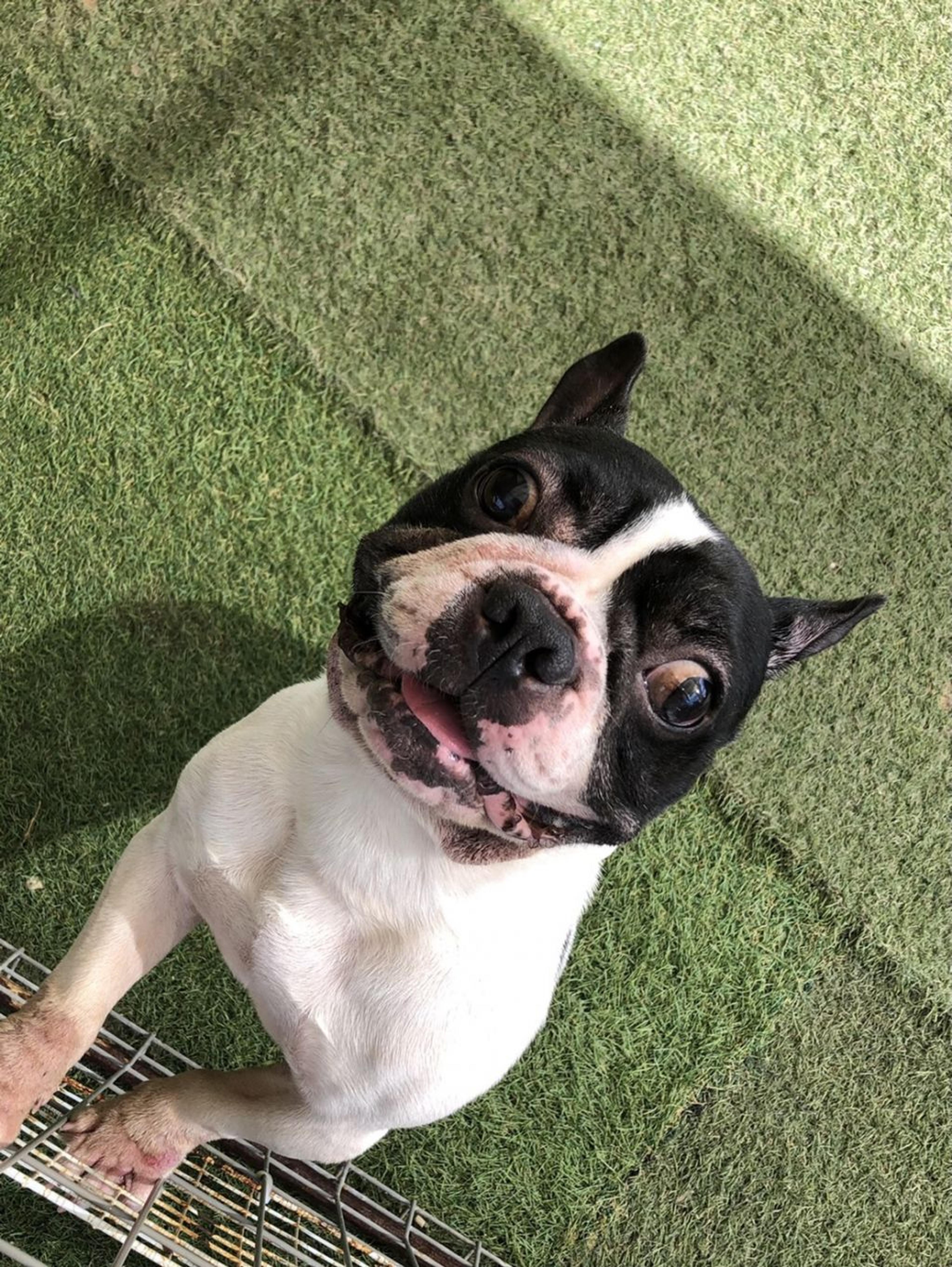 pet-image-2