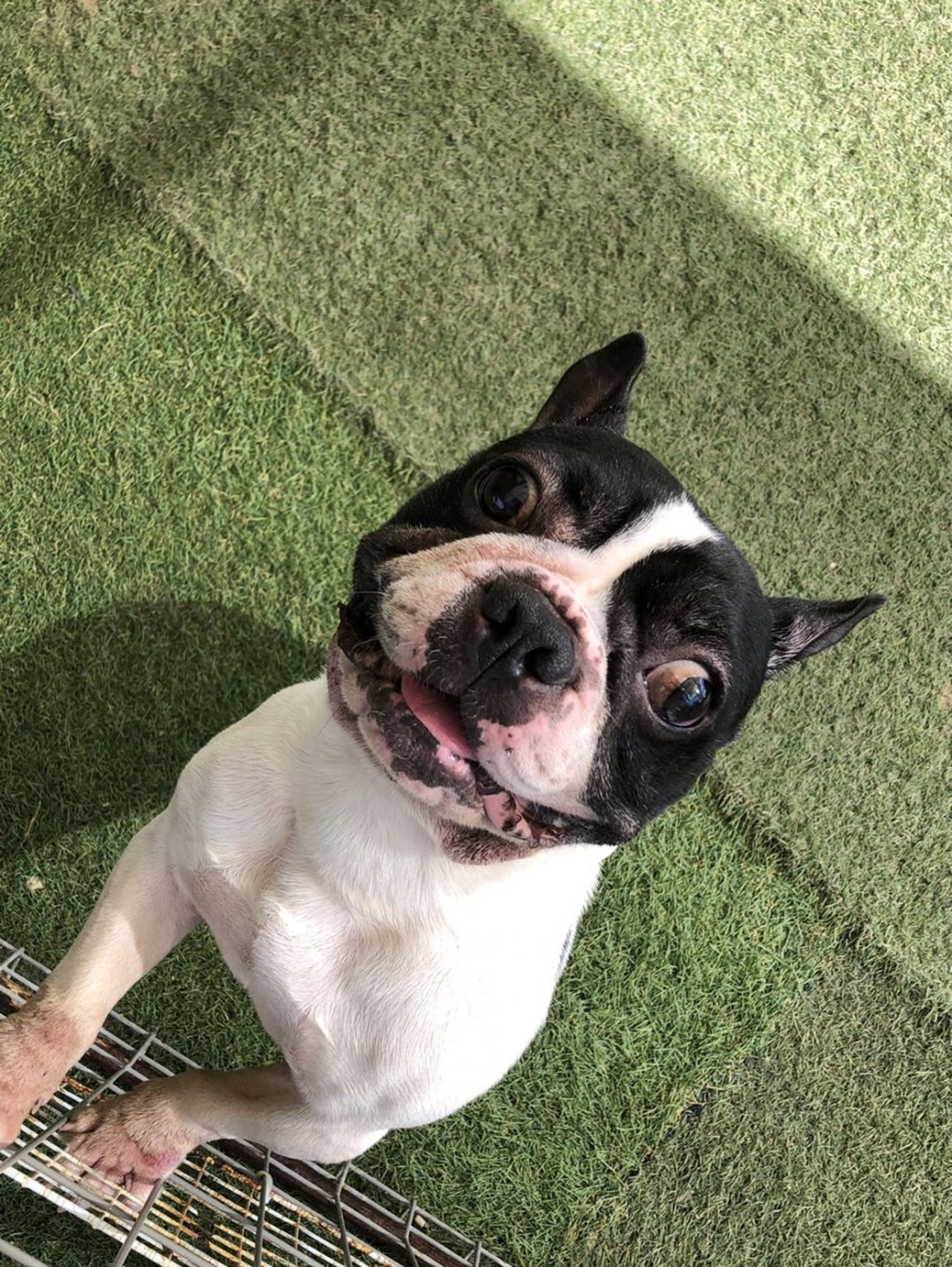 pet-image-2