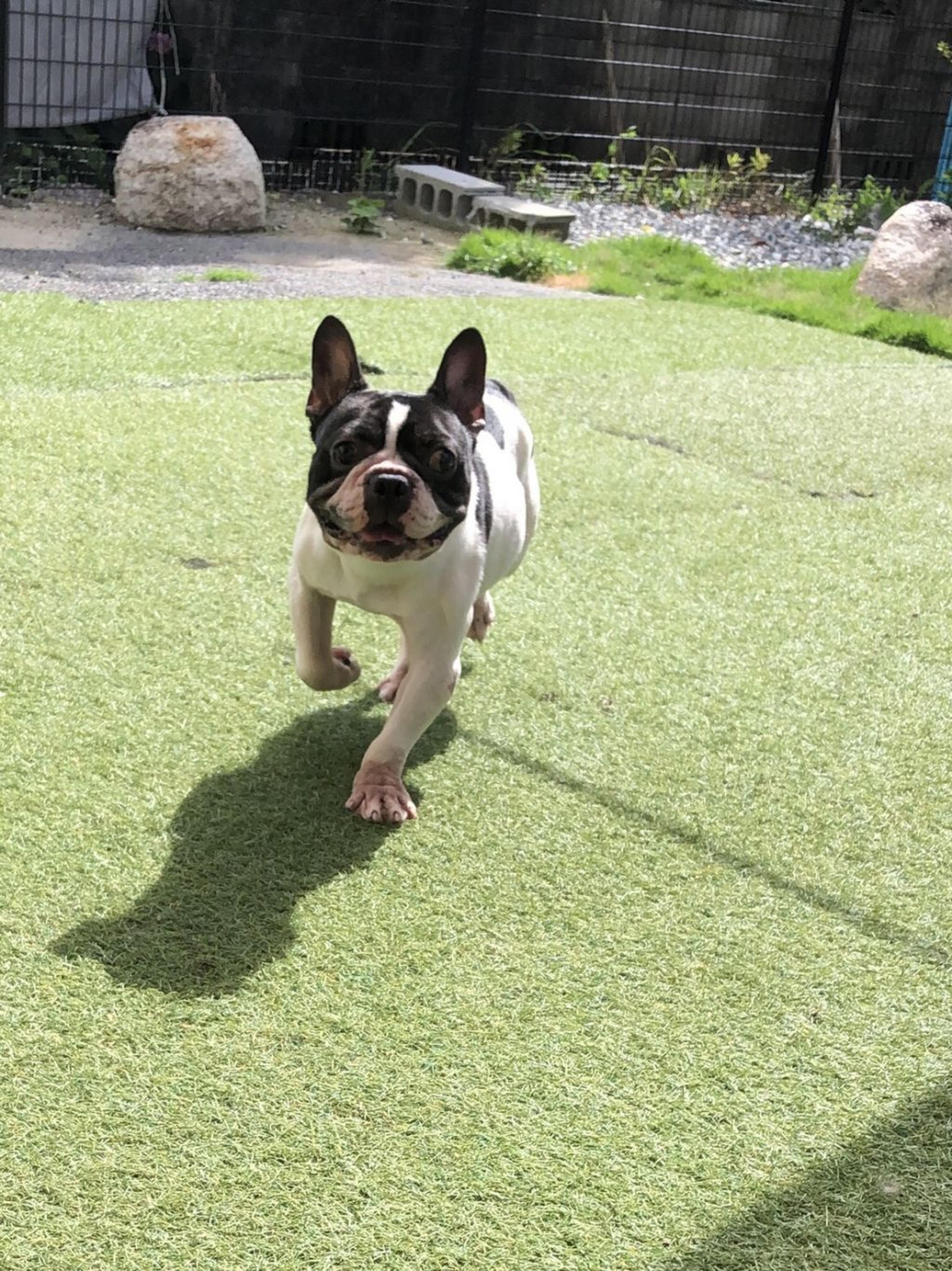 pet-image-3