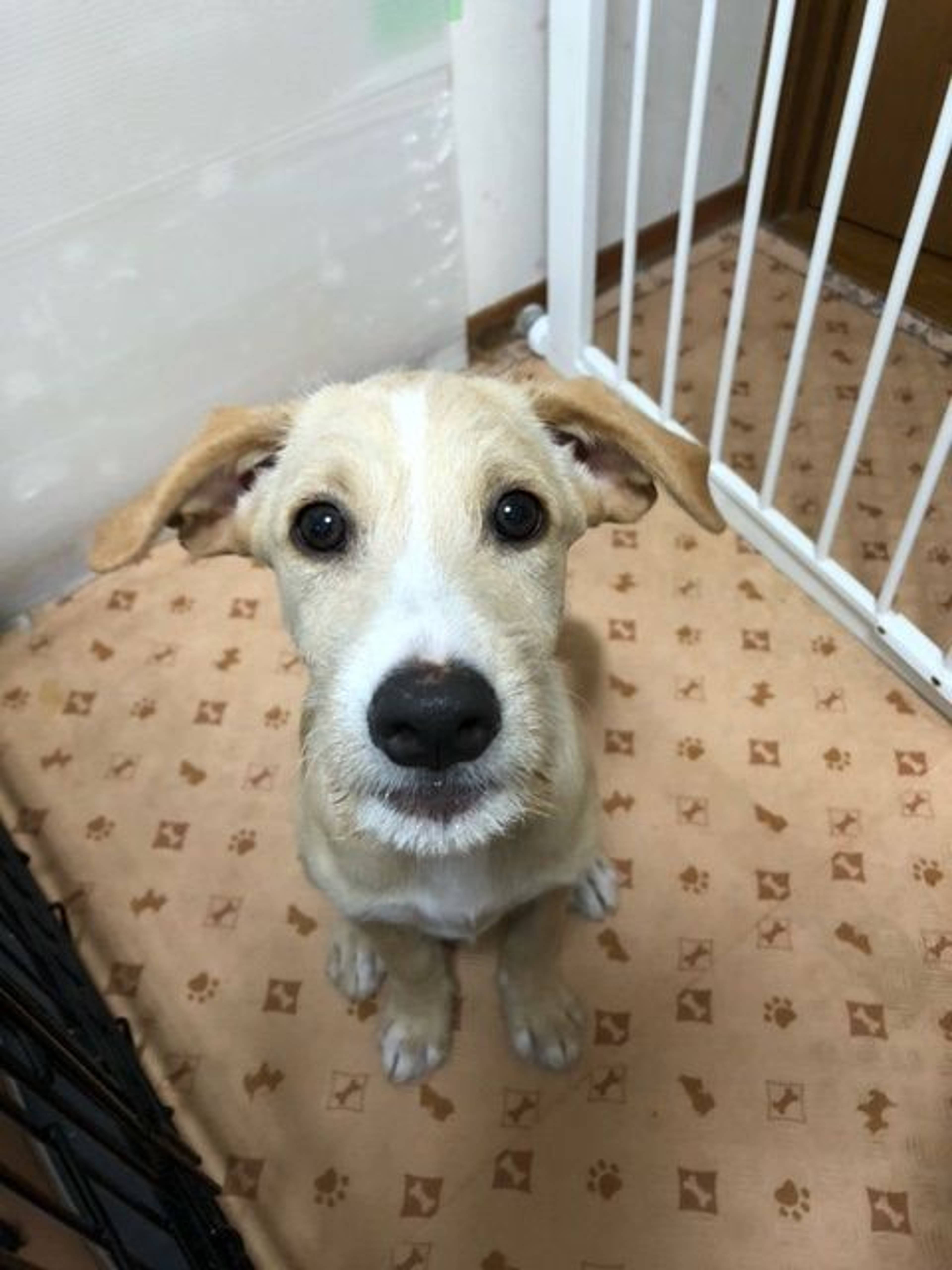 雑種（ミックス犬）・オスの里親募集の写真
