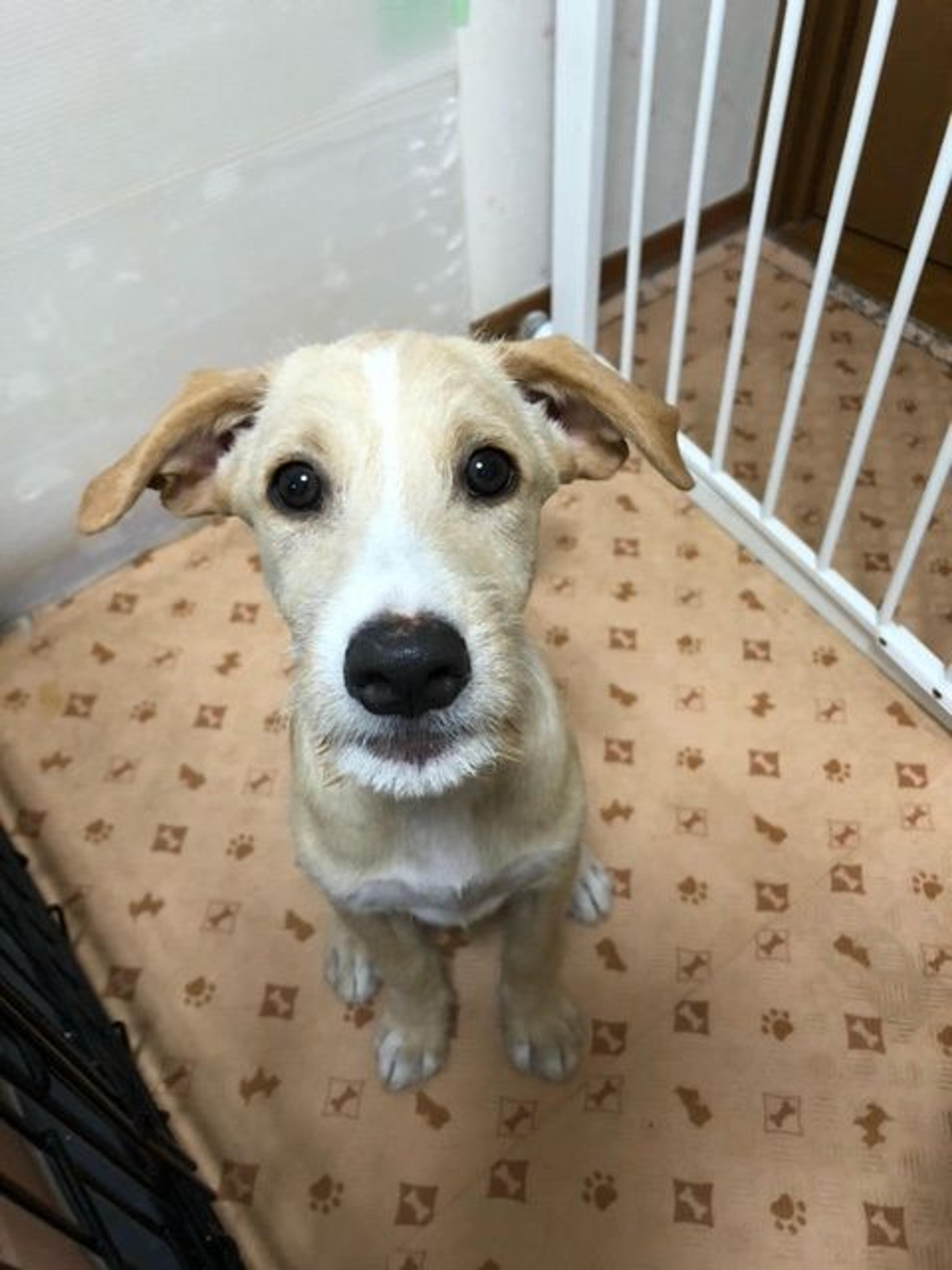 pet-image-2