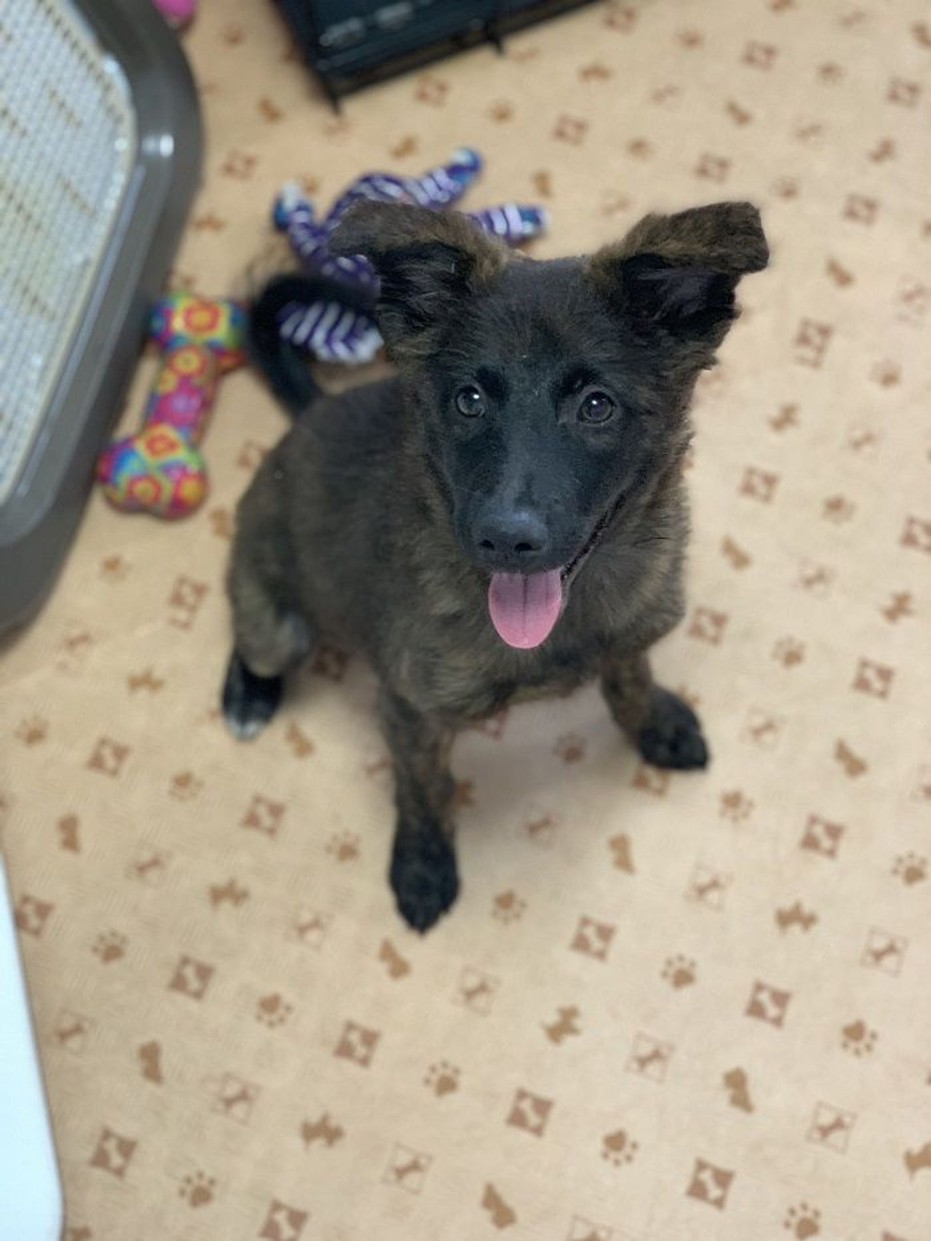 雑種（ミックス犬）・メスの里親募集の写真