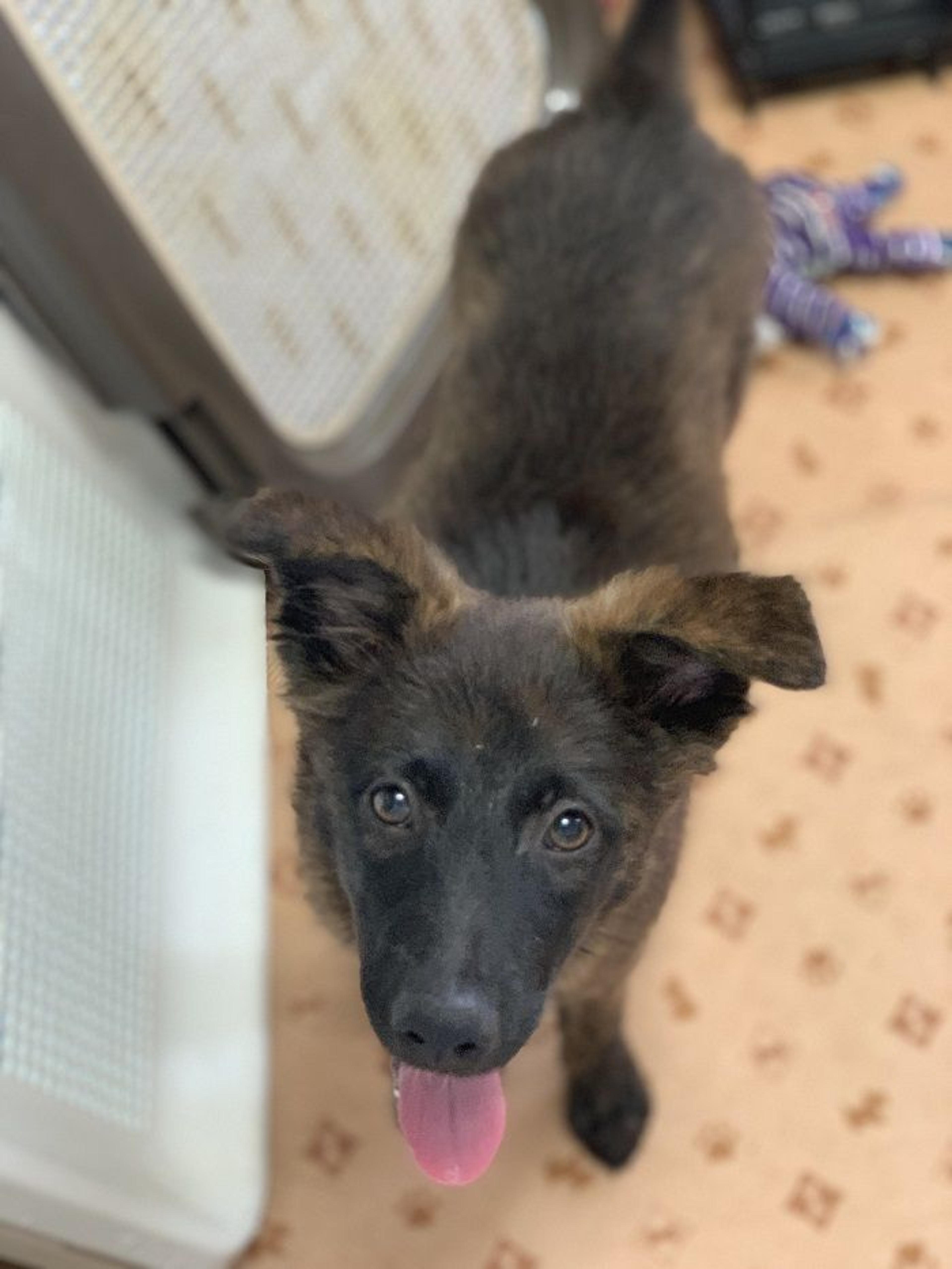 pet-image-2