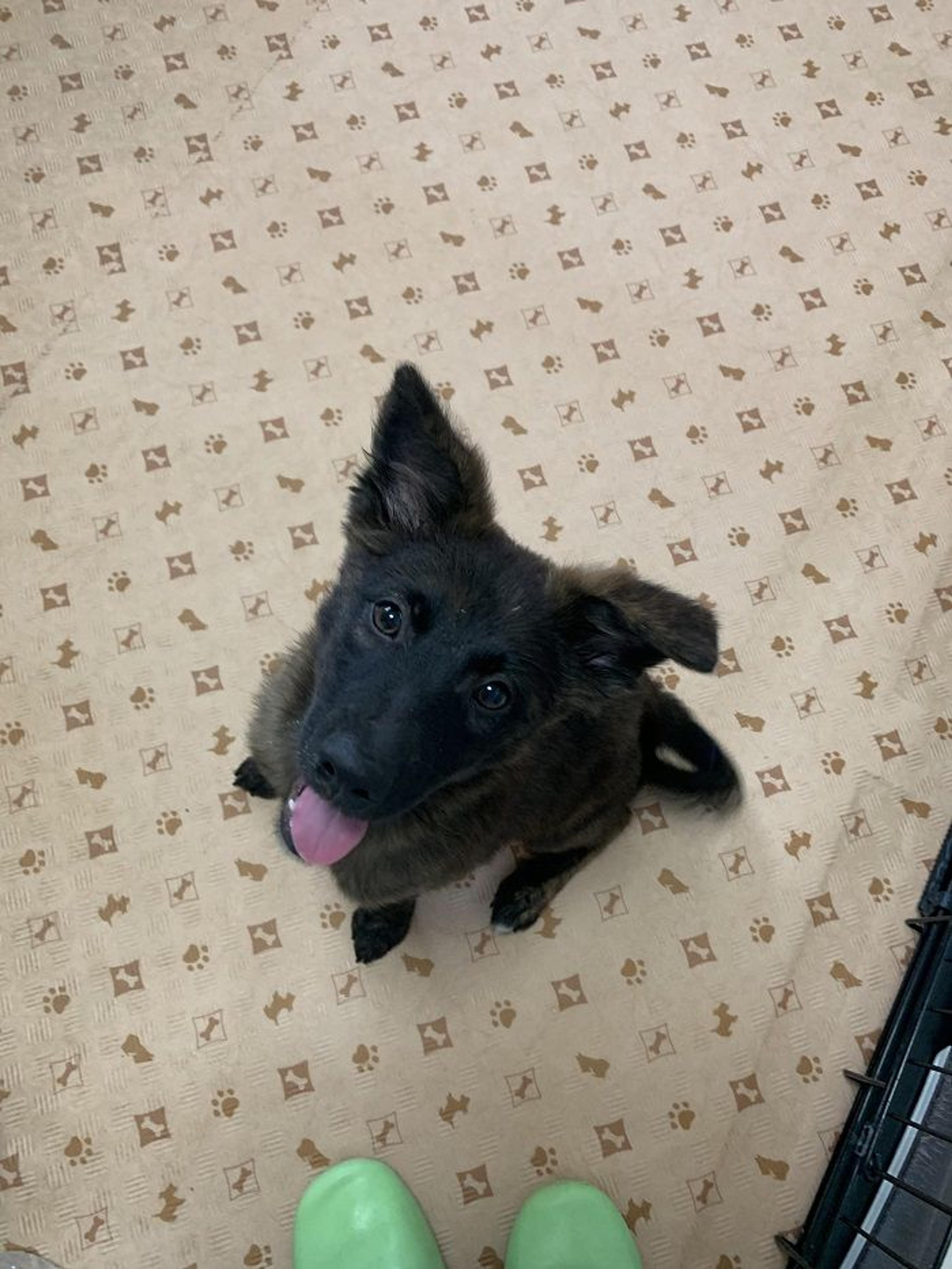pet-image-3