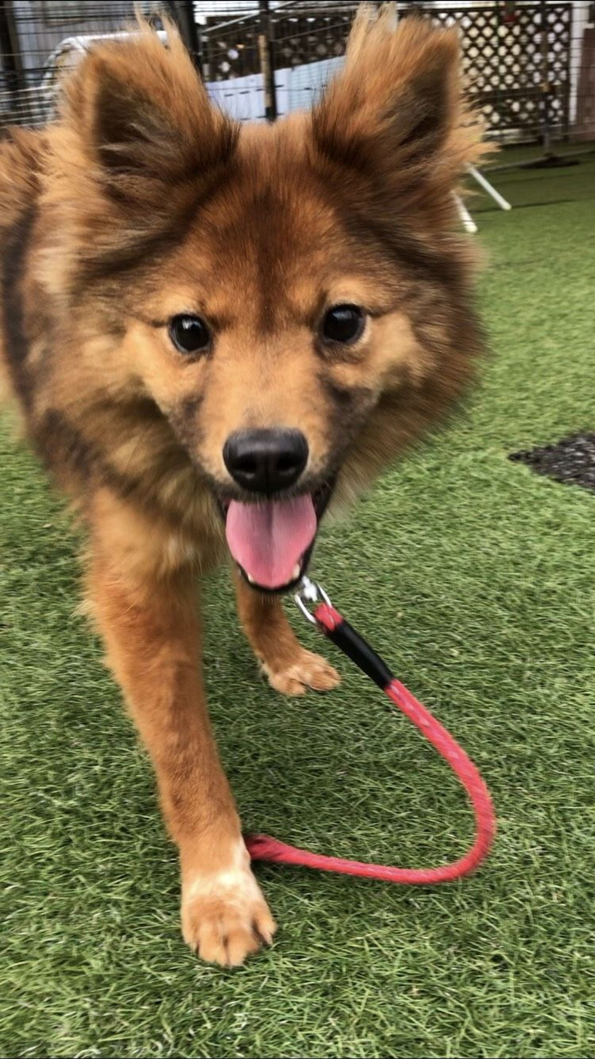 雑種（ミックス犬）・オスの里親募集の写真