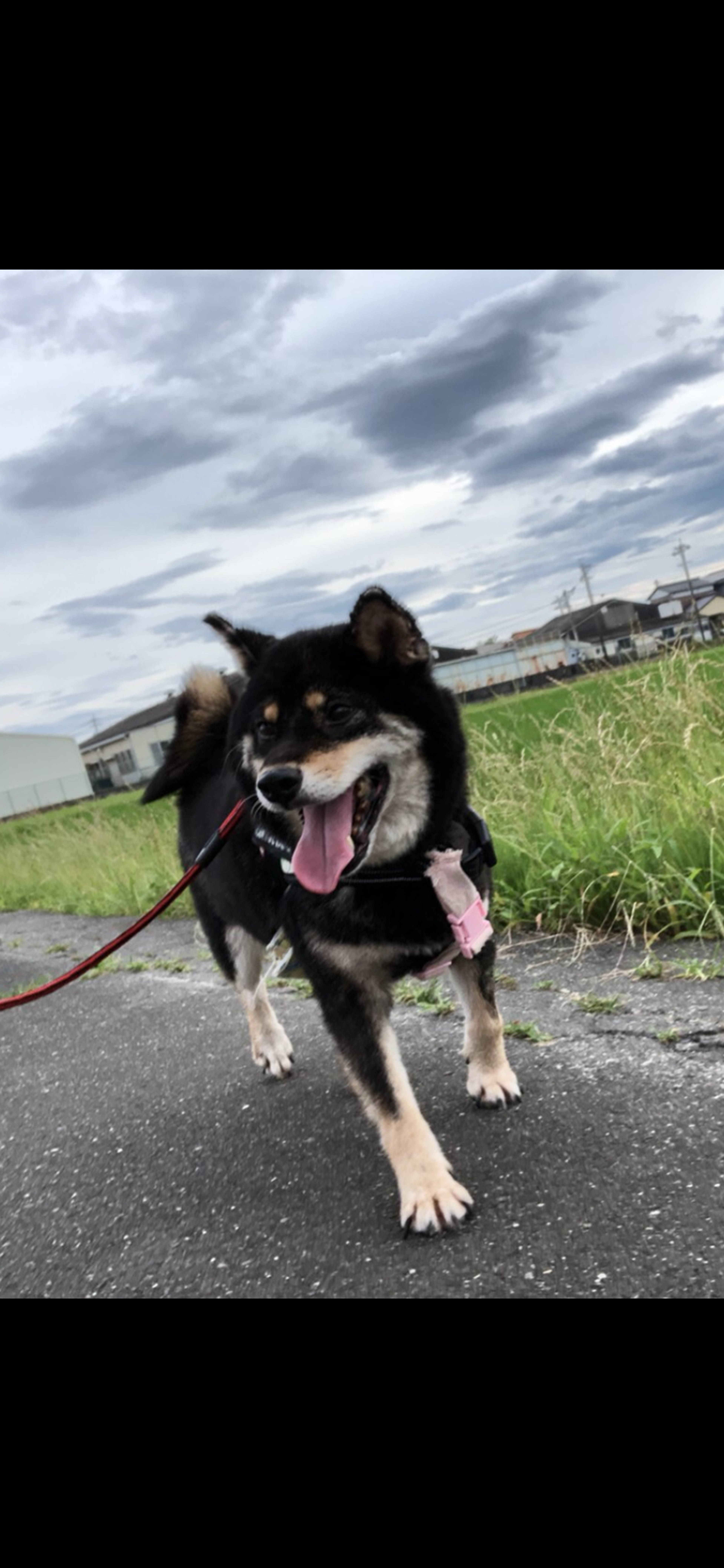 柴犬・メスの里親募集の写真