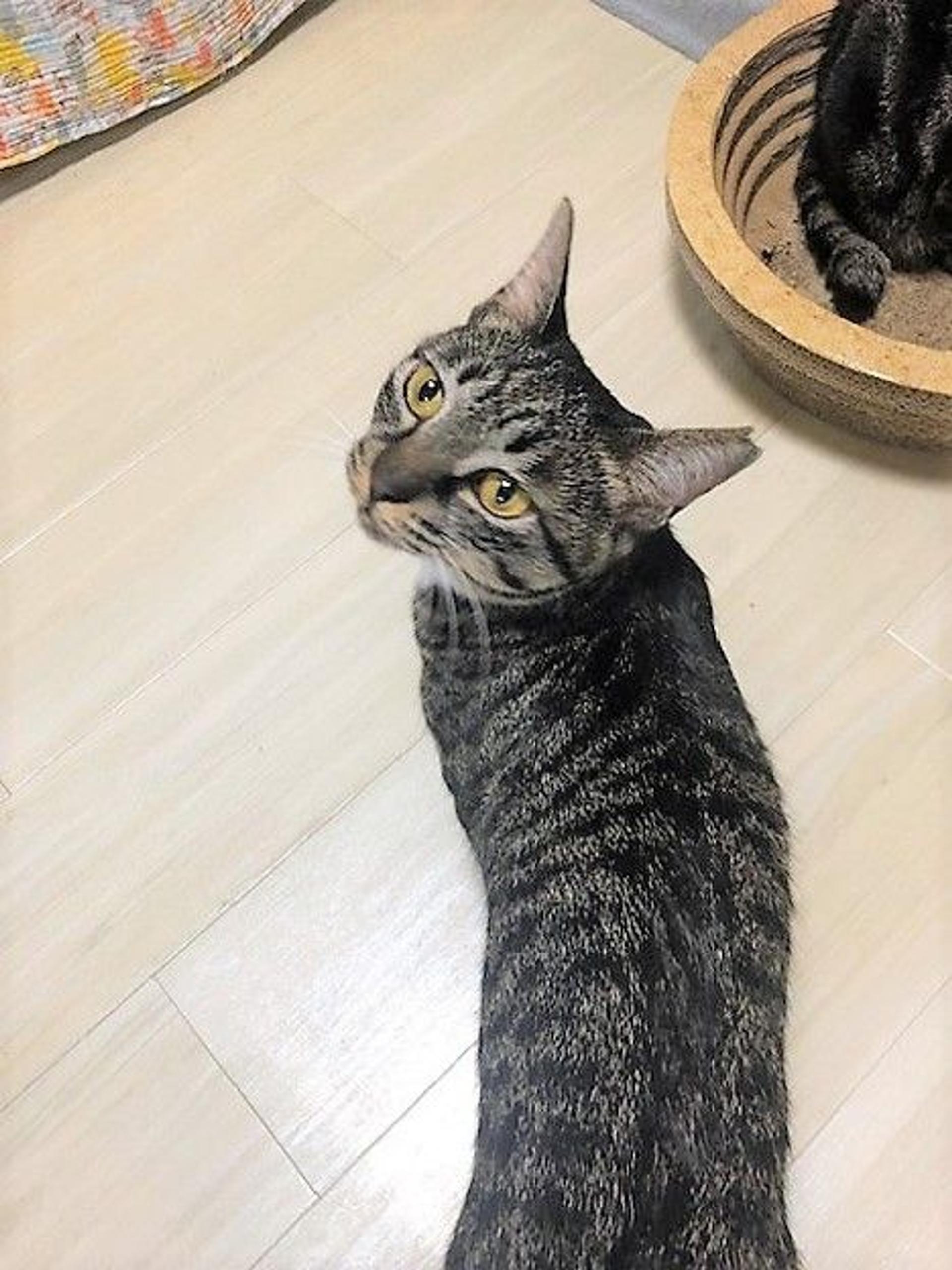 pet-image-2